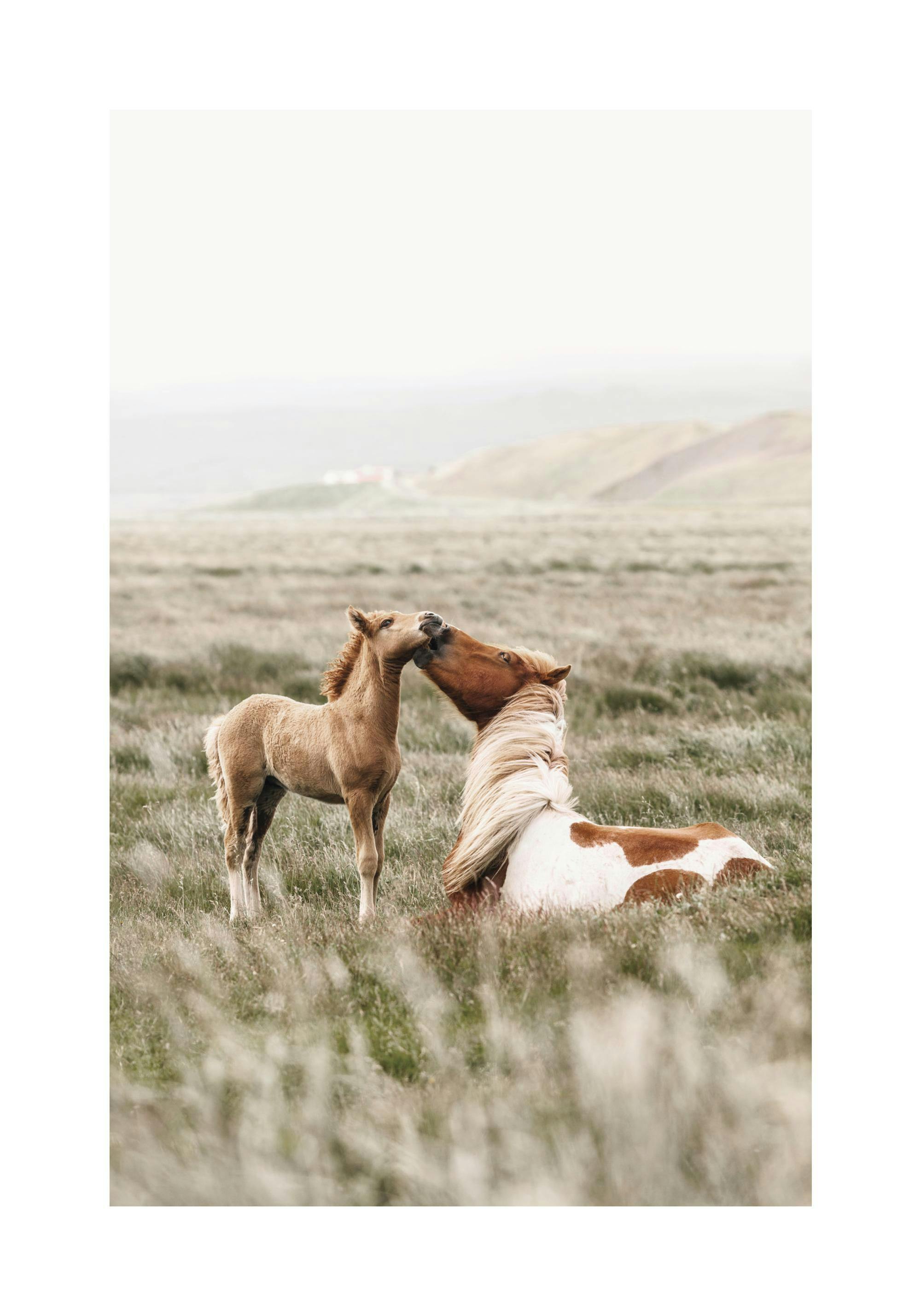 Chevaux dans le Champ Poster