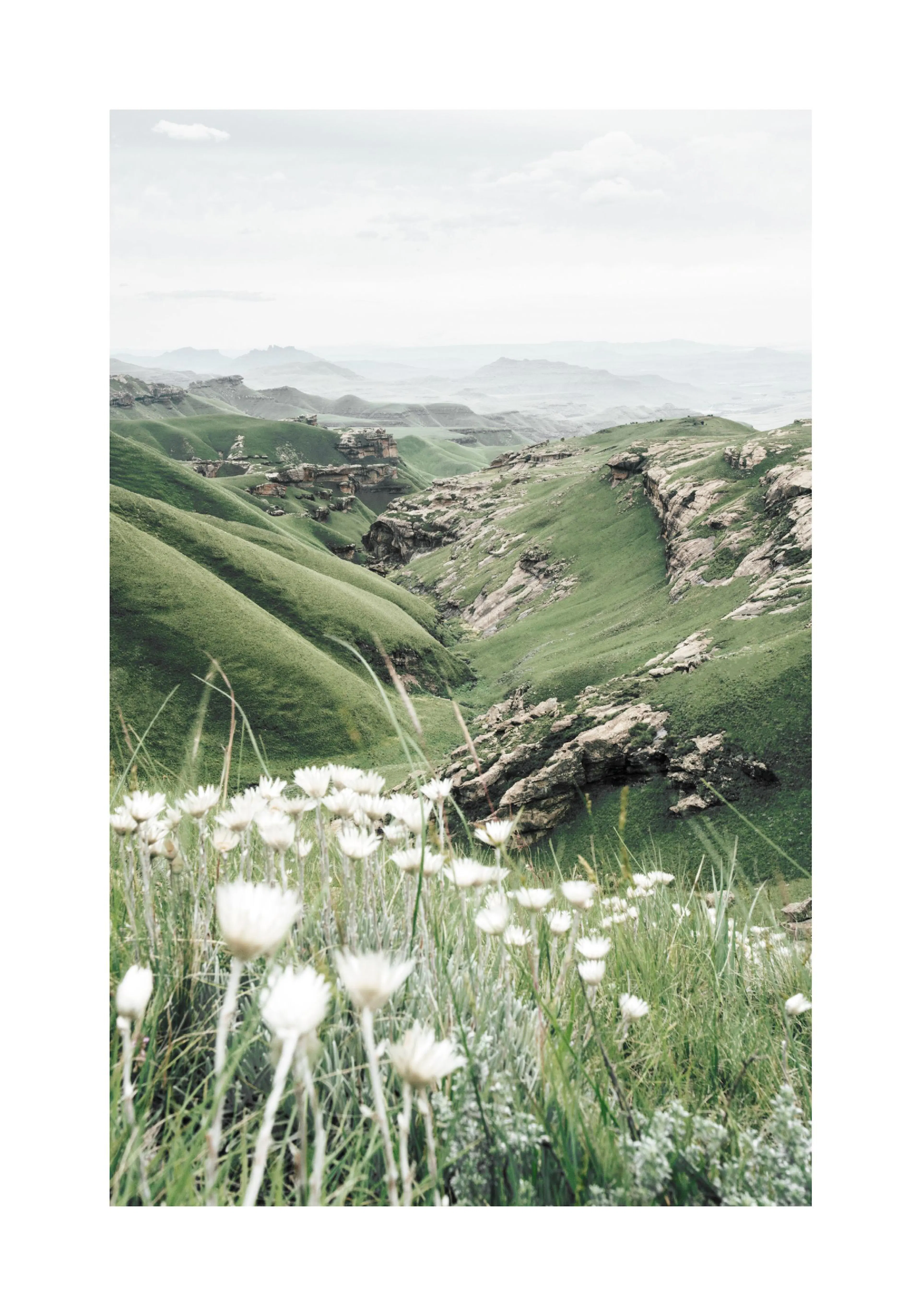 A poster featuring a green valley landscape with white everlasting daisies in the foreground and rocky hills under a cloudy sky.