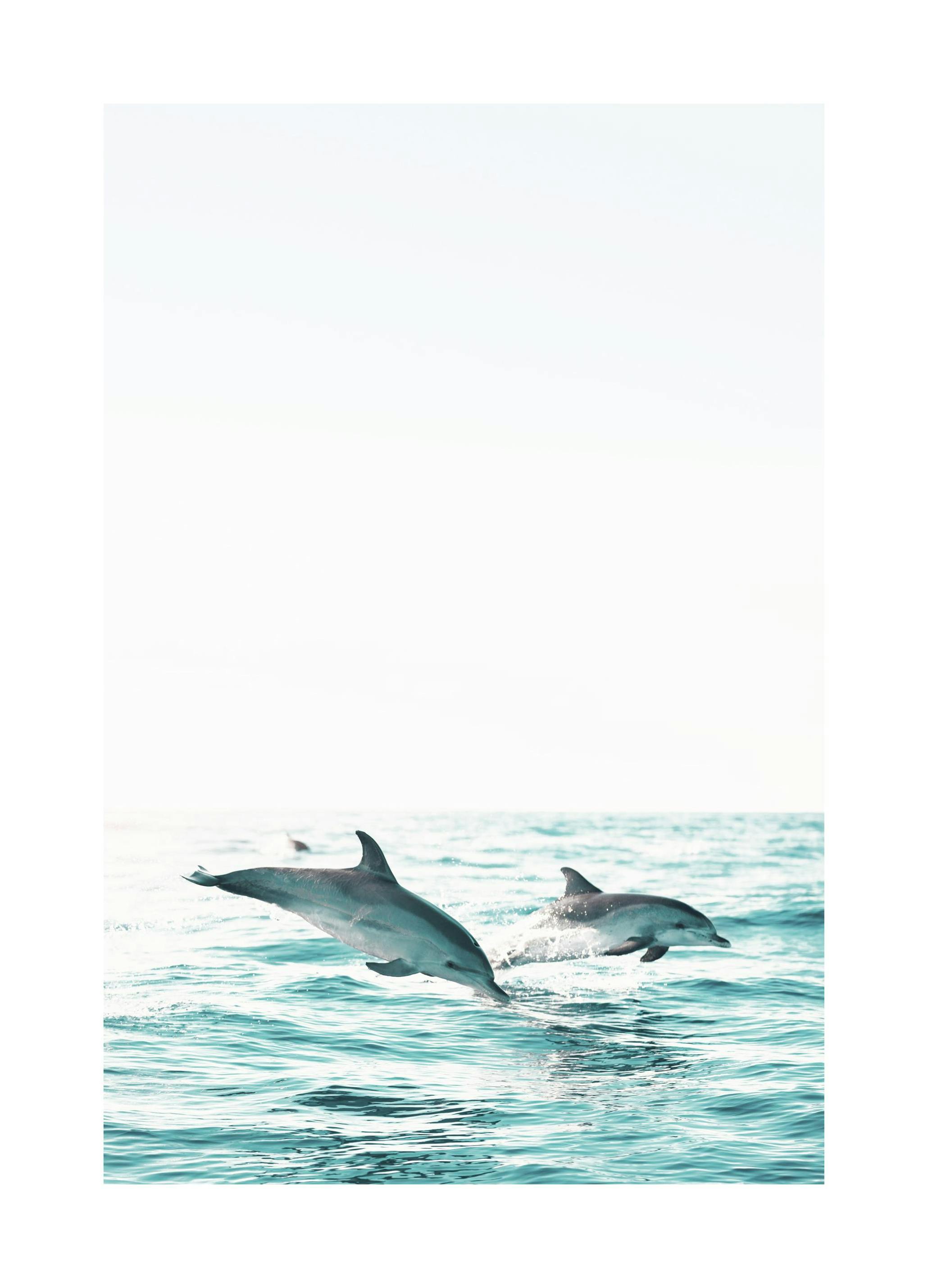 Zwei Delfine Poster (21x30 cm) - Poster Store
