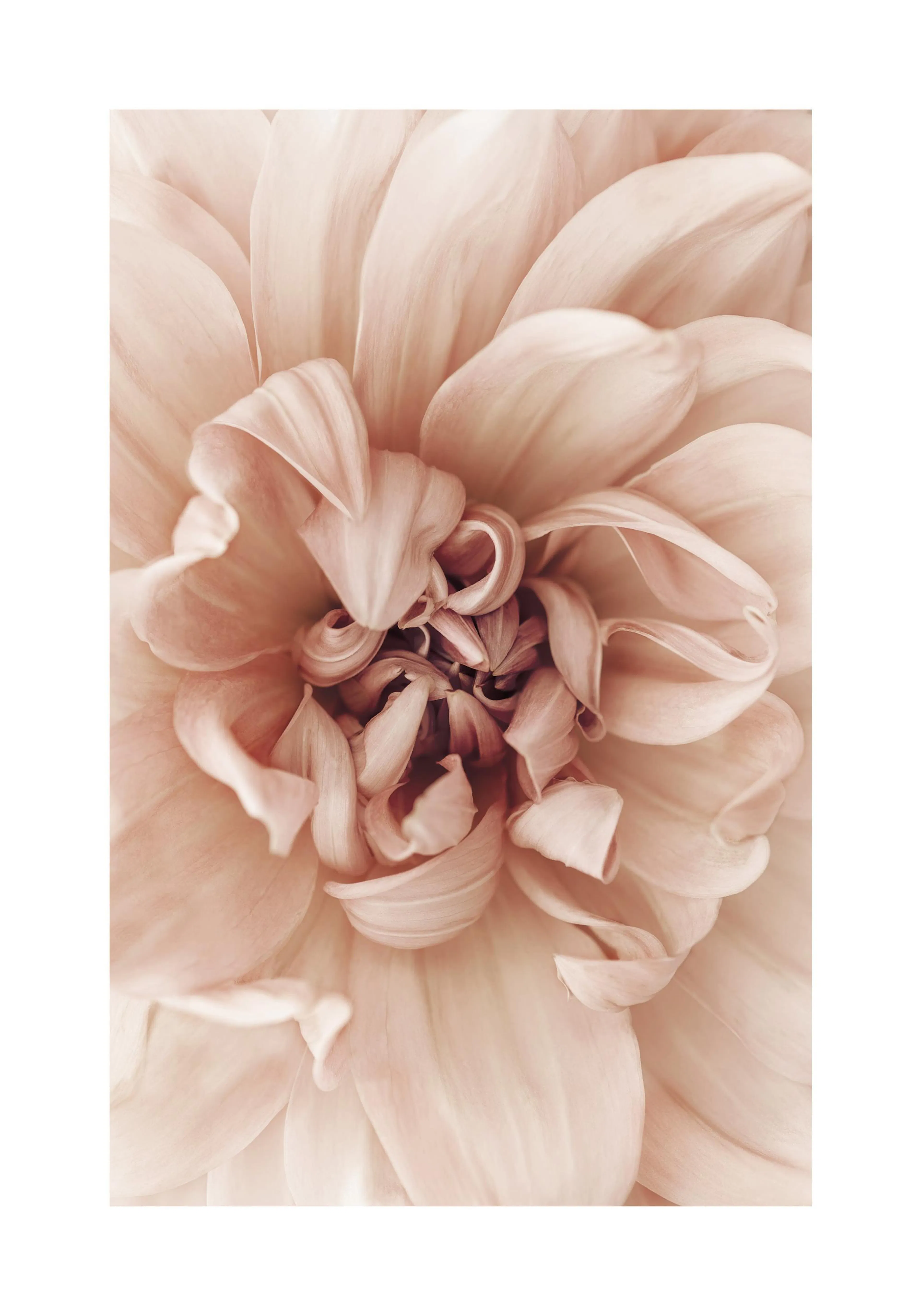 A delicate poster featuring a close-up of a blush pink dahlia with soft, layered petals.