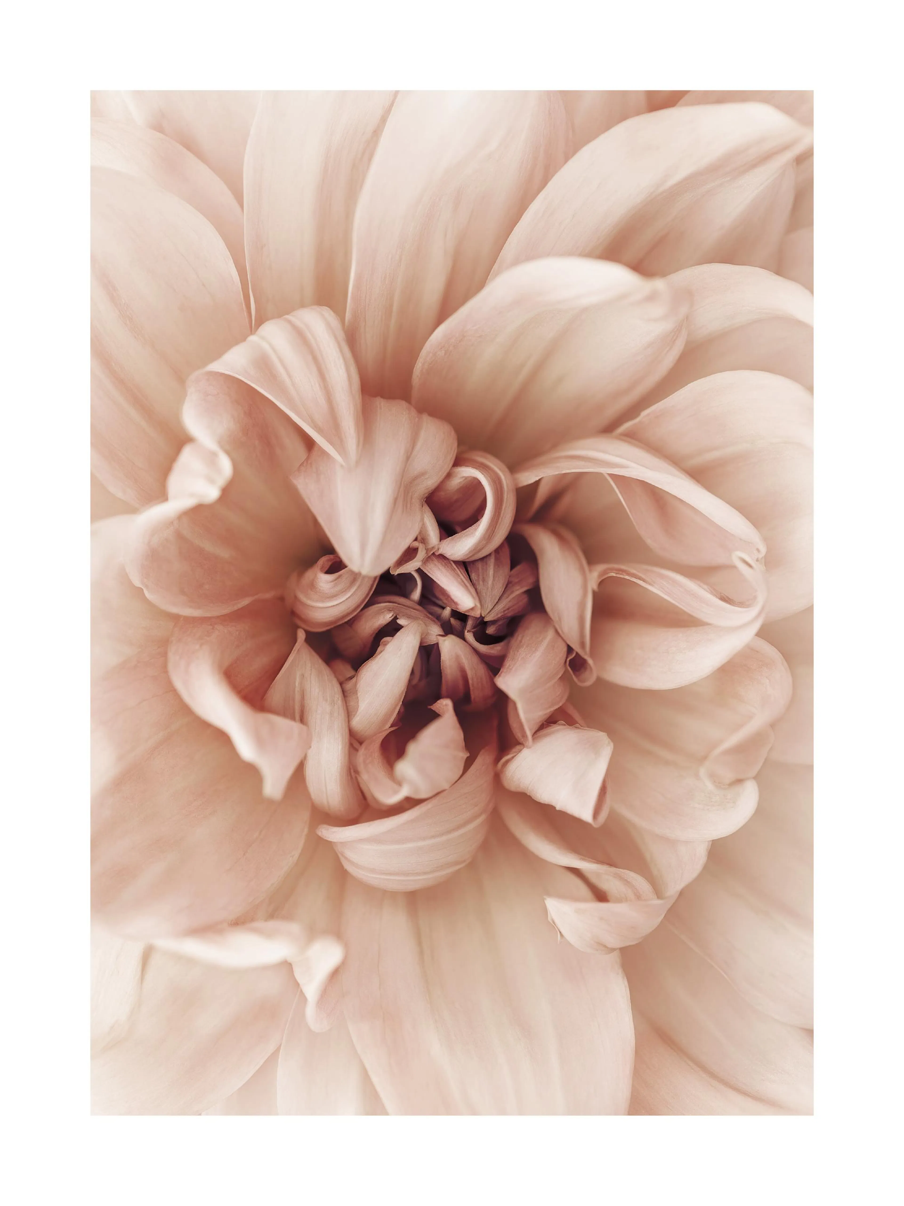 Poster cu o dalie roz-piersică, cu petale delicate și aranjate concentric, creând un efect hipnotizant.