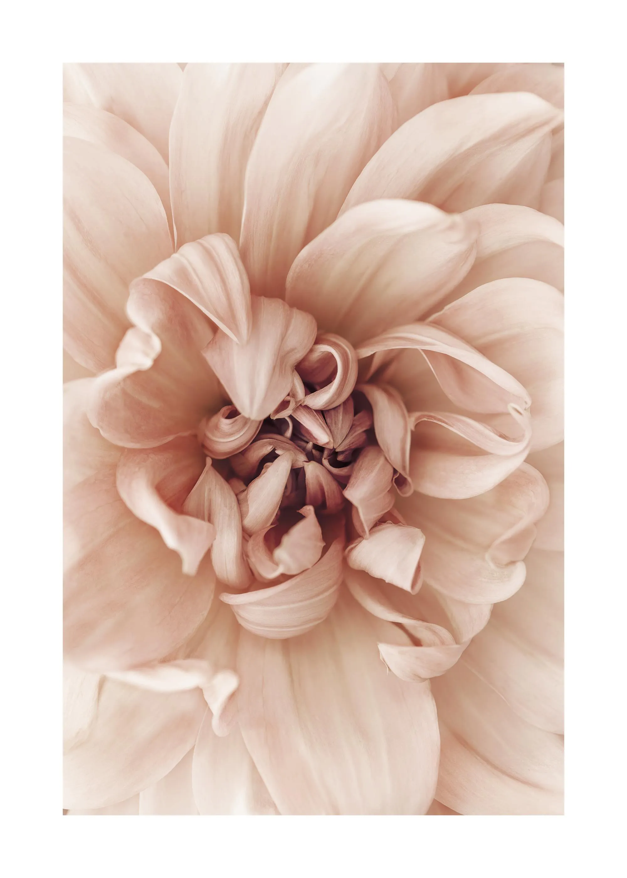 Poster dune dahlia rose pâle avec des pétales délicats et des nuances douces, mettant en valeur son centre.