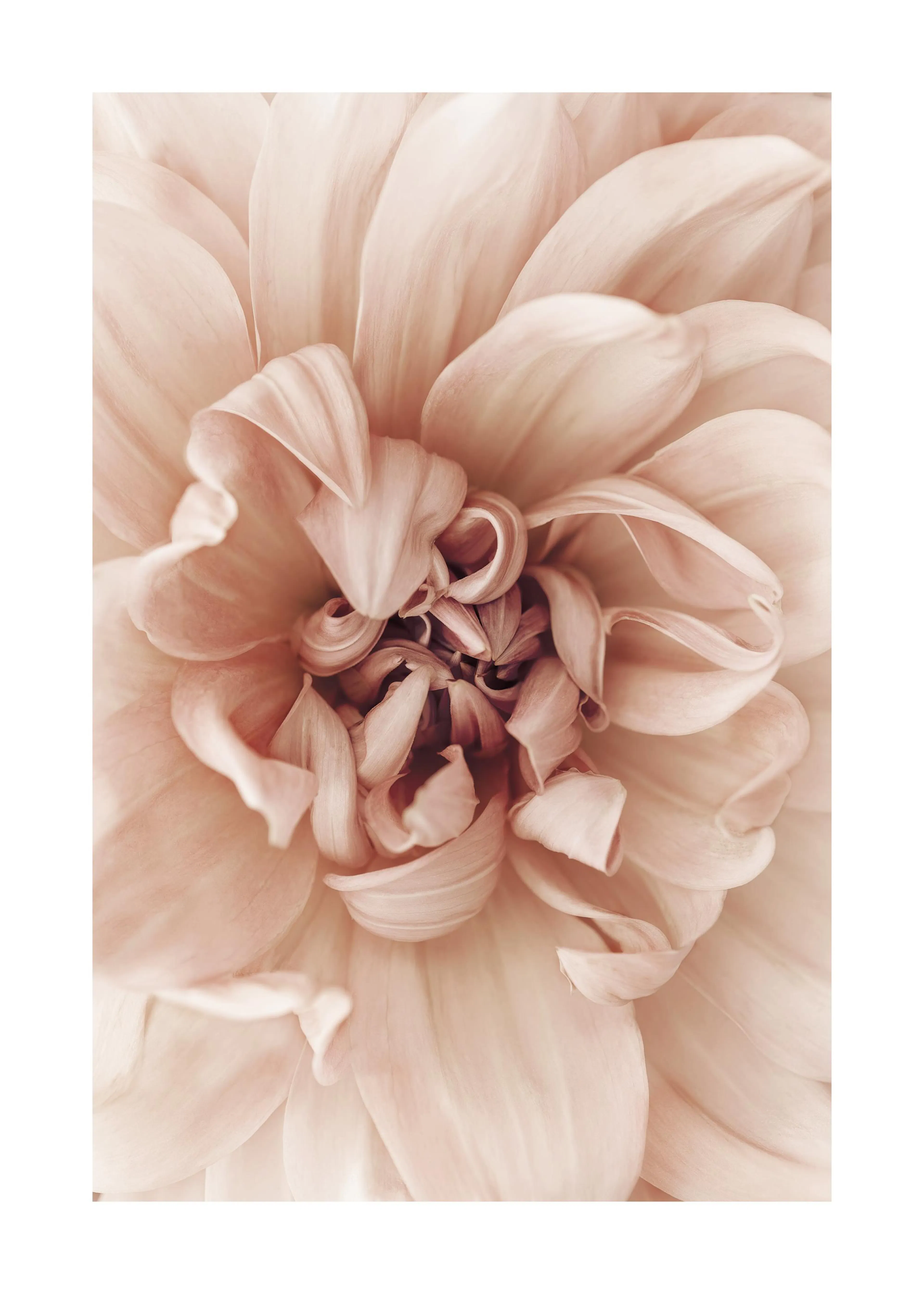 부드러운 분홍색 달리아 꽃잎들이 섬세하게 겹쳐진 클로즈업 포스터.