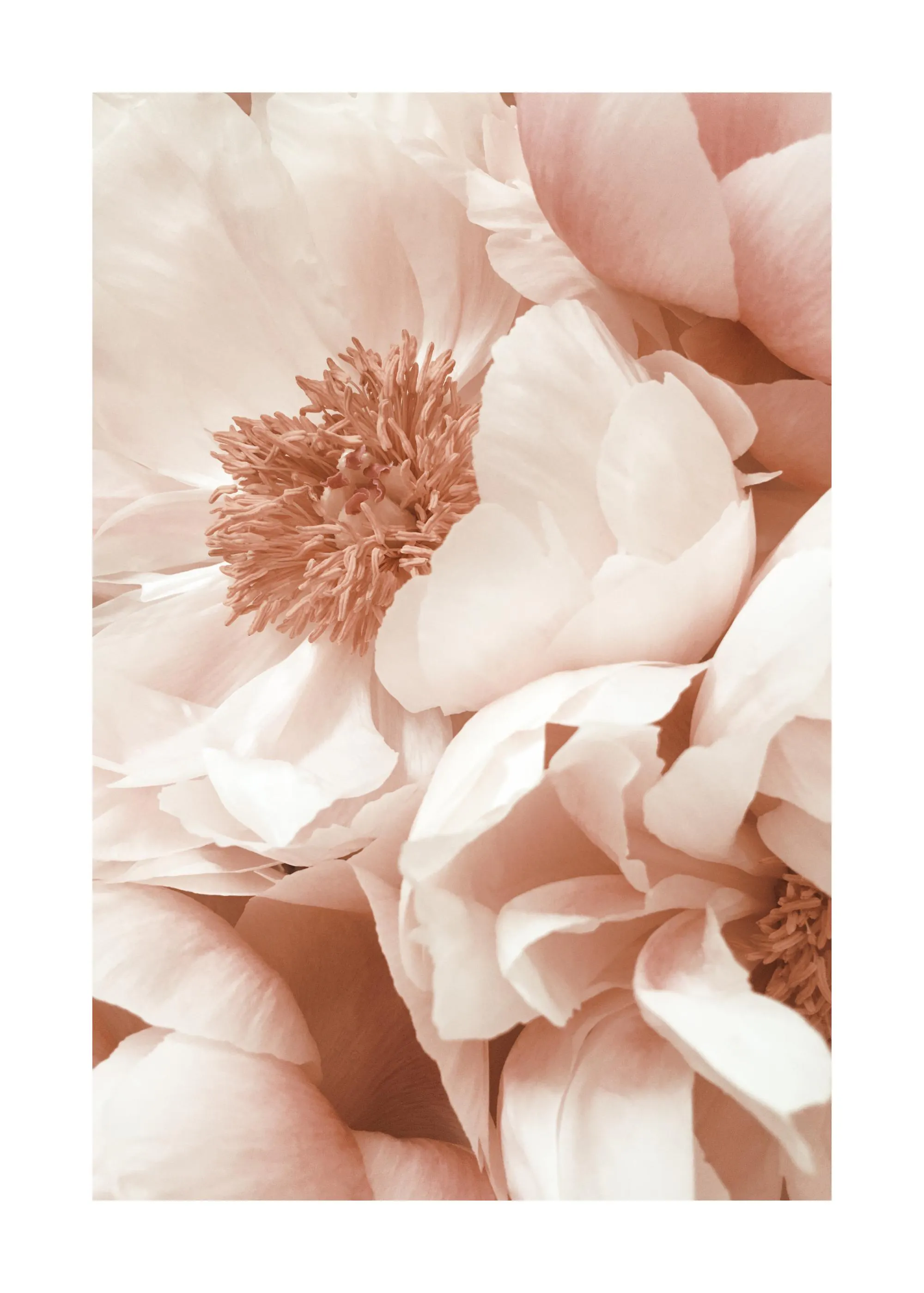 En poster som föreställer närbilder av persikofärgade pionblommor med mjuka kronblad och detaljerade ståndare.