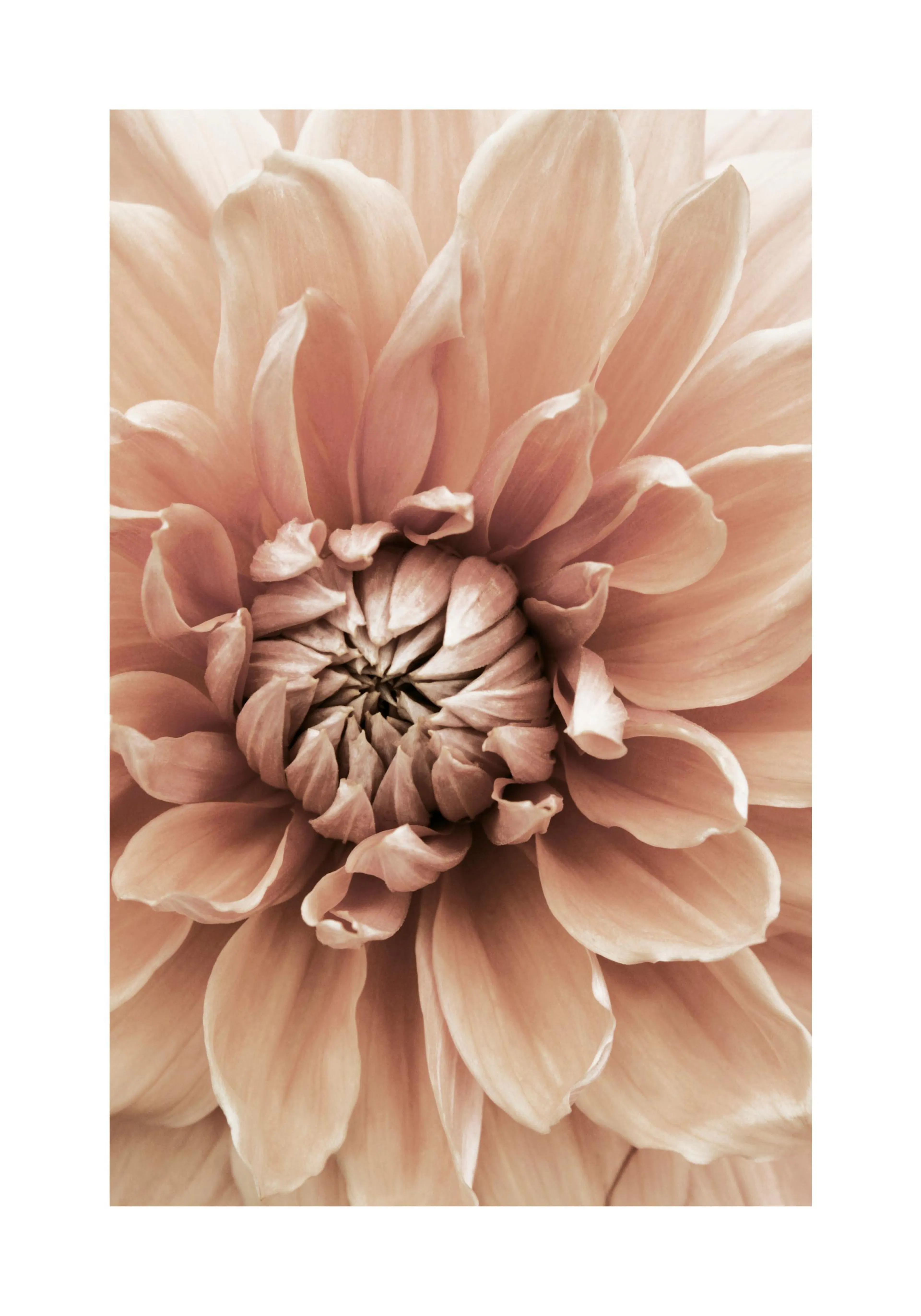 A poster featuring a close-up of a blush pink dahlia flower with soft, overlapping petals in varying shades of peach.