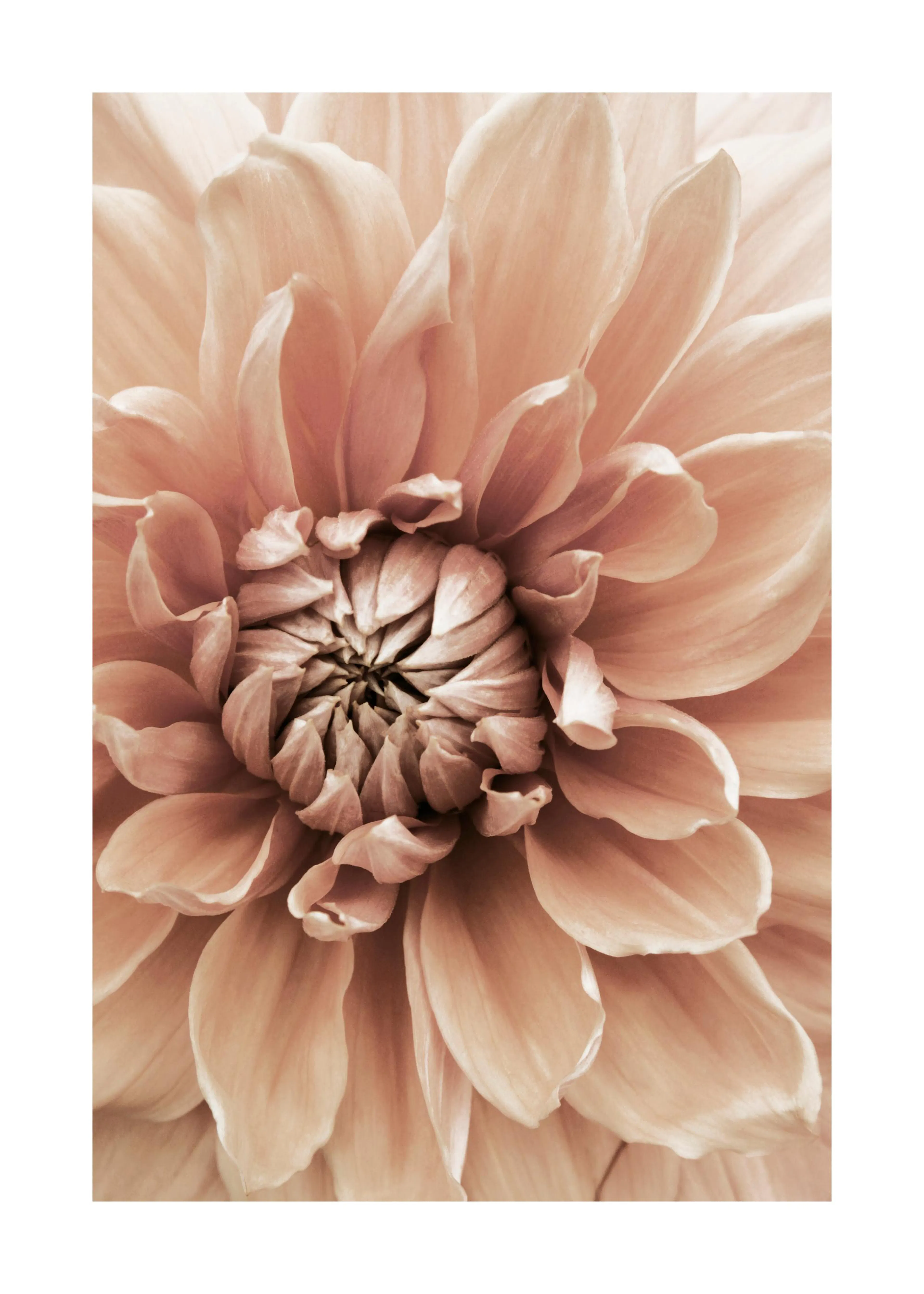 Poster dune macro de fleur de dahlia aux pétales couleur pêche et crème, avec un centre détaillé.