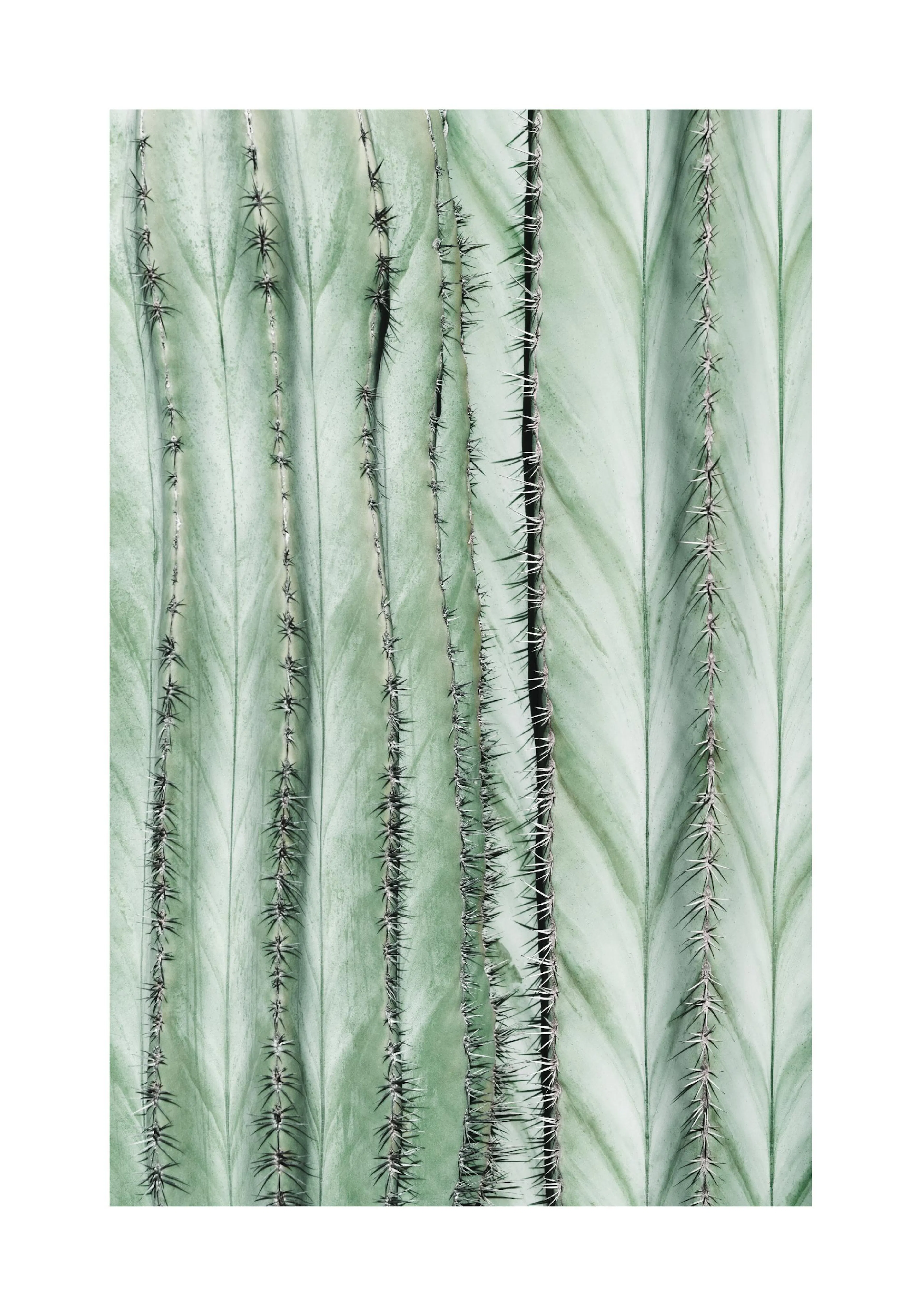 선인장 줄기의 질감과 가시가 돋보이는 녹색 톤의 식물 poster