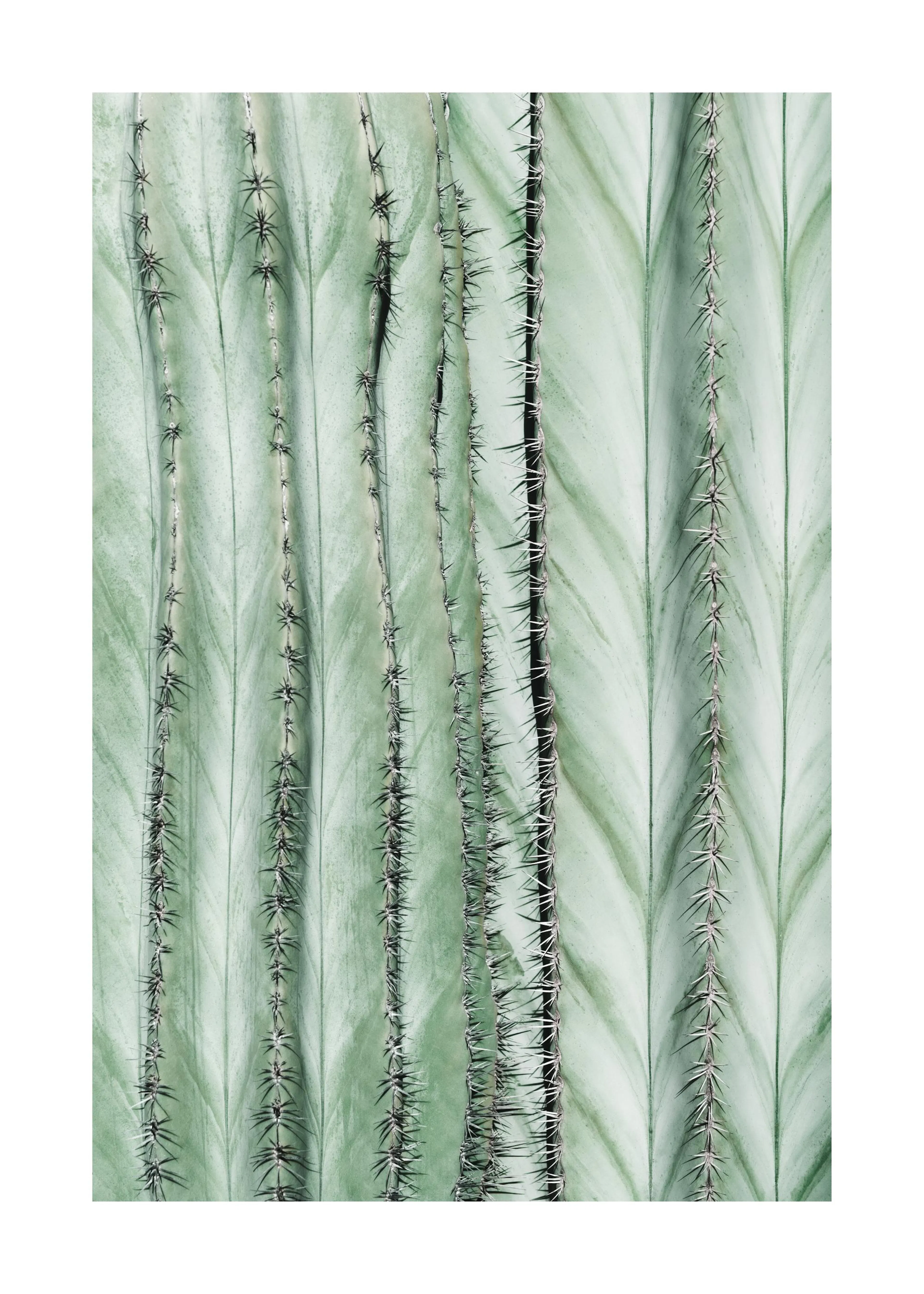 A poster featuring a close-up of a light green cactus with dark spikes in vertical rows.