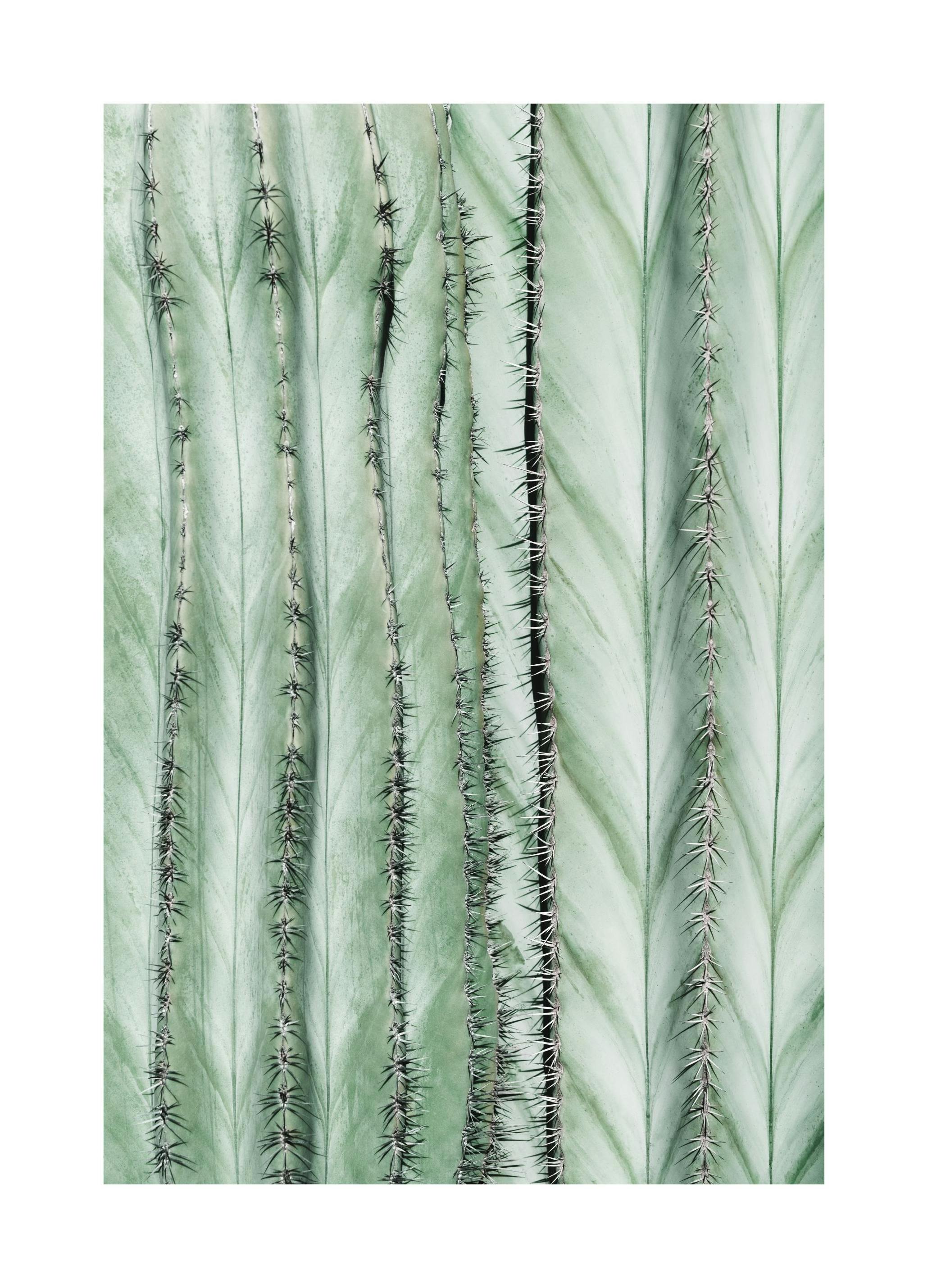 Texture de Cactus Poster - Poster Store