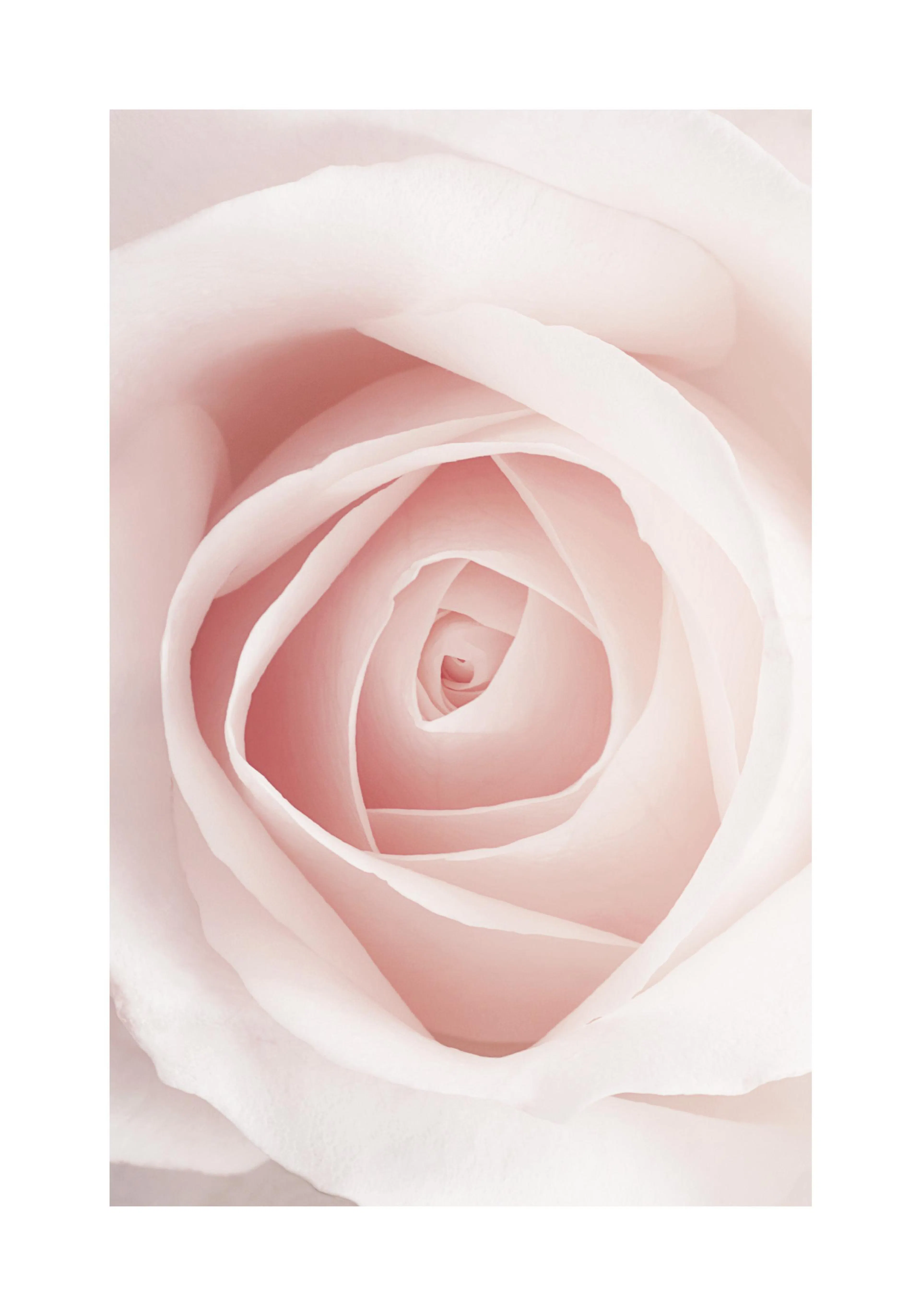 A poster featuring a close-up of a delicate pink rose with soft, swirling petals, creating a serene botanical image.