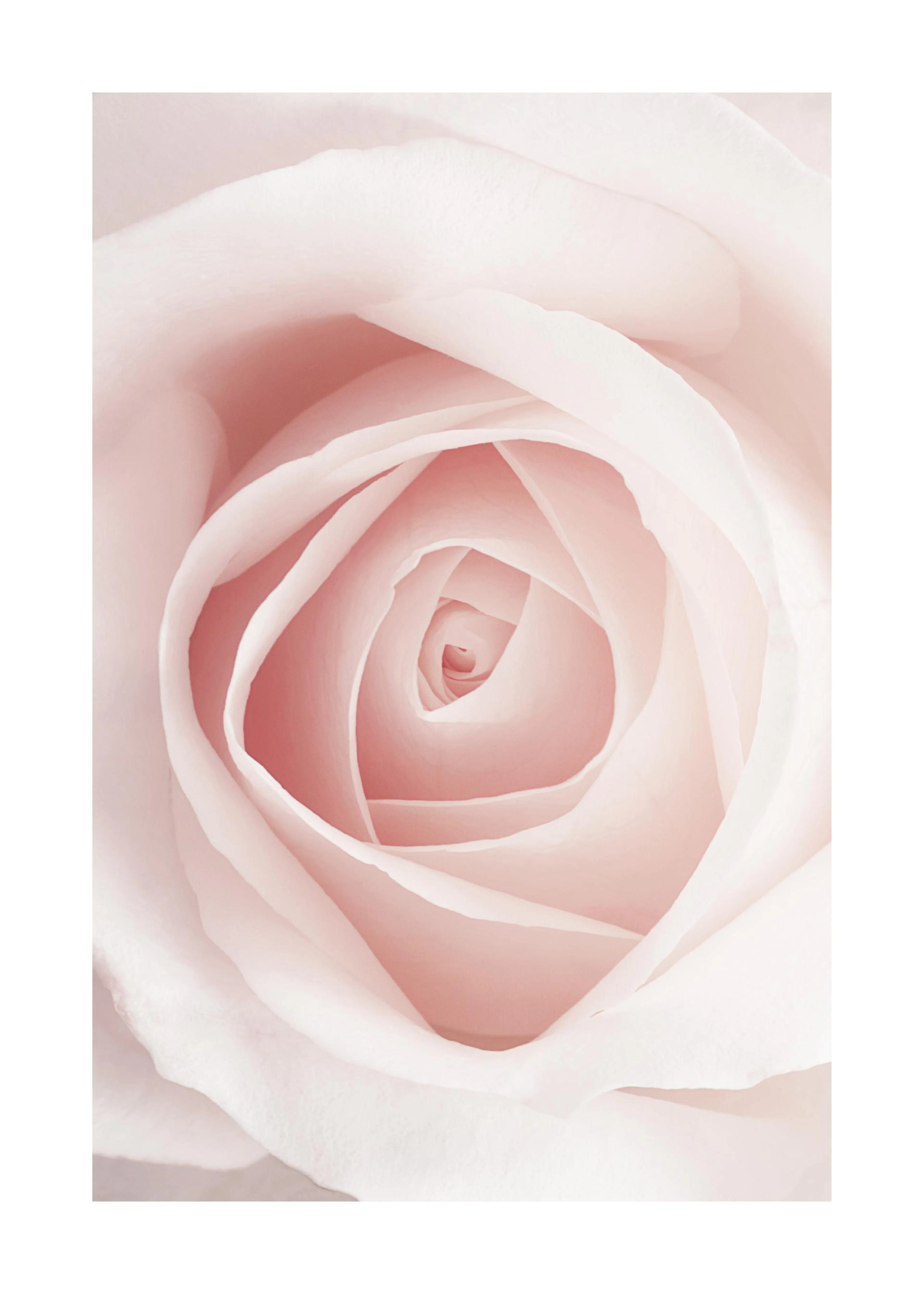 Poster dune rose rose pâle en gros plan, dévoilant le motif en spirale délicat de ses pétales.