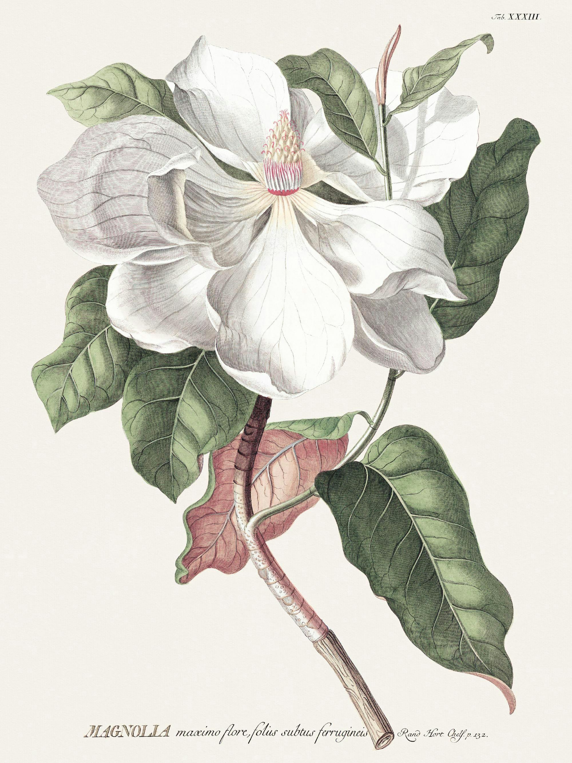 Un poster botanico di una magnolia bianca con grandi petali, foglie verdi e stelo marrone su sfondo chiaro.