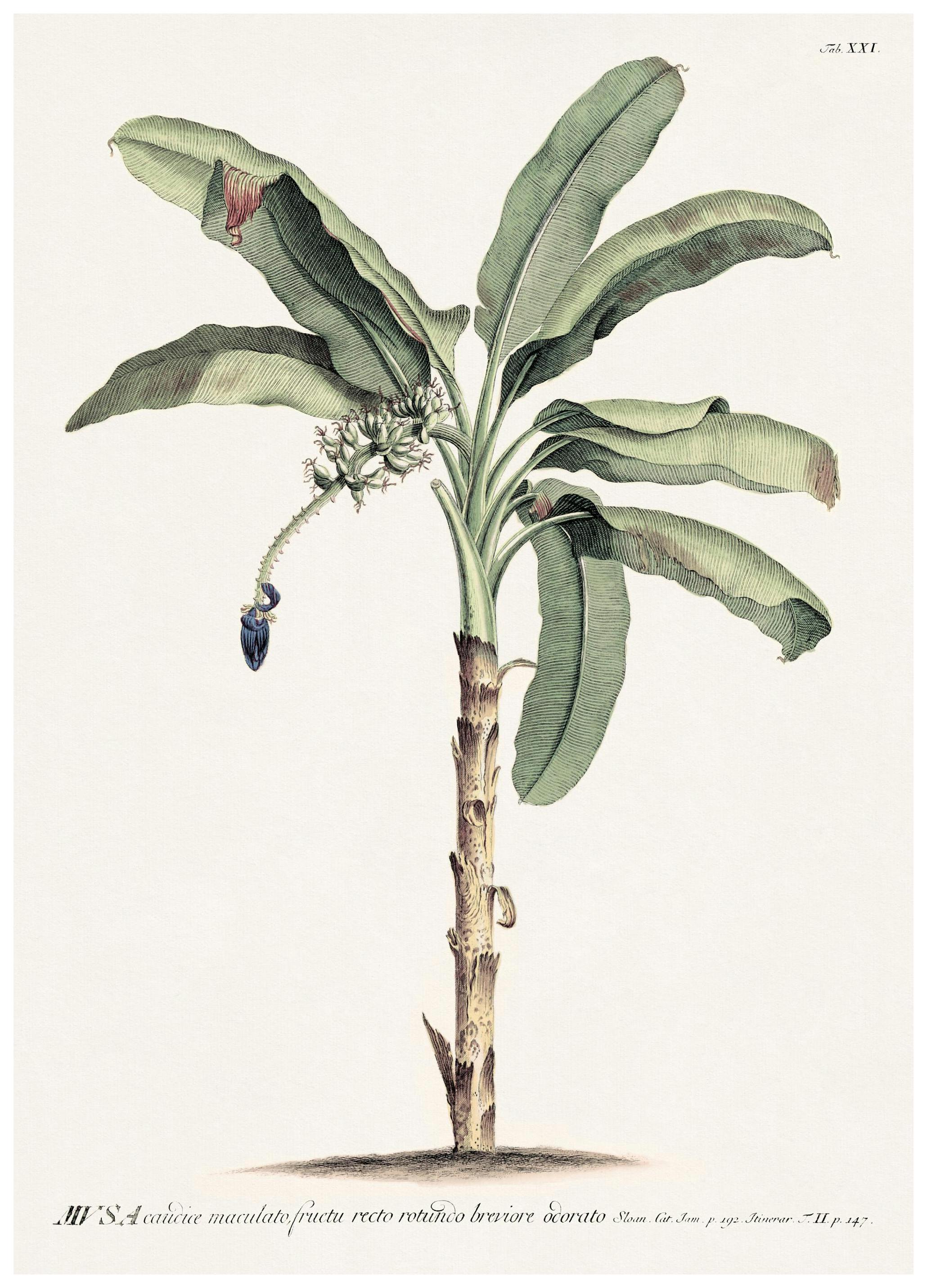 Vintage Bananenboom Poster (21x30 cm) - Poster Store