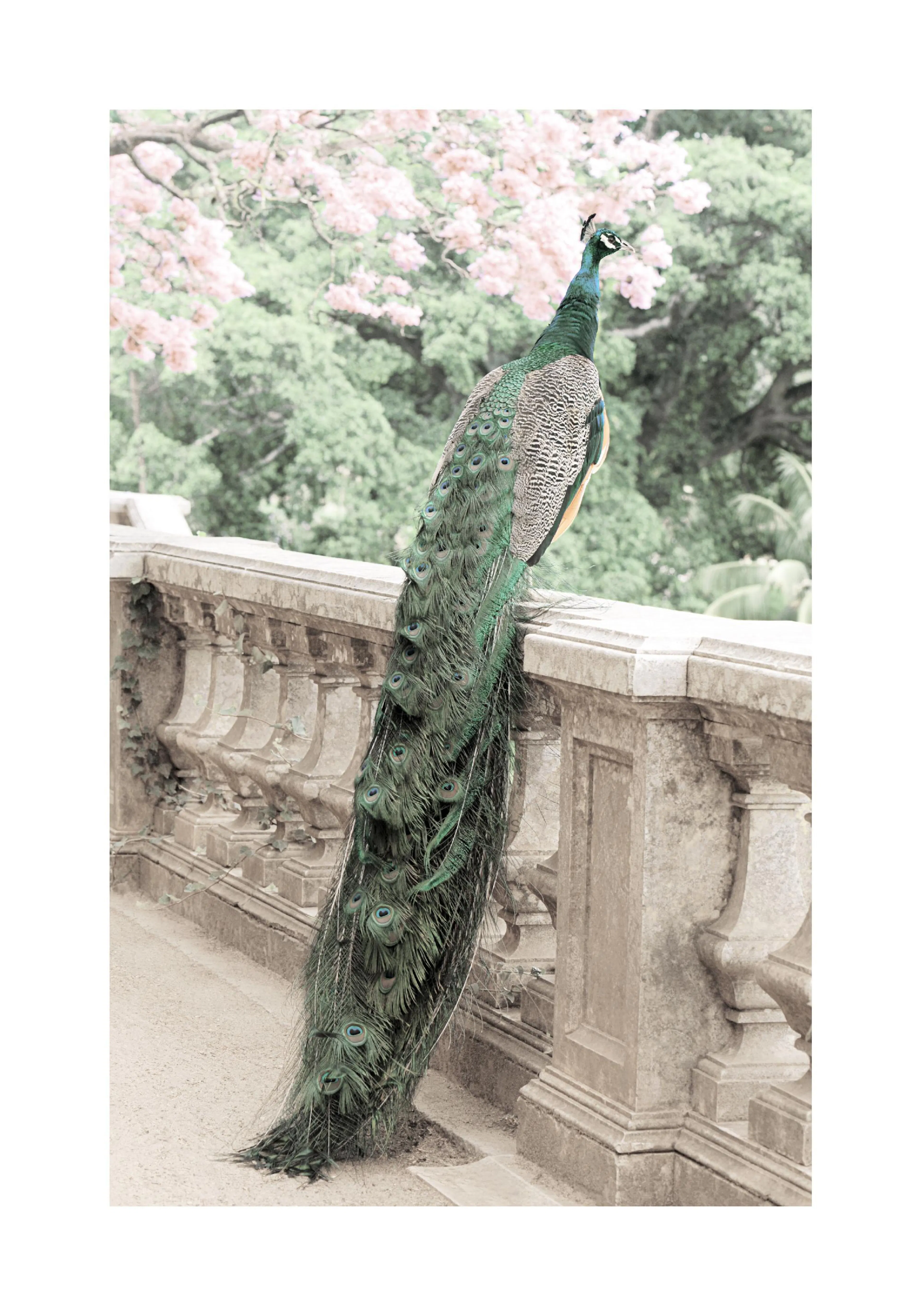 A poster featuring a majestic peacock perched on a stone railing, its vibrant tail feathers flowing downwards, with soft pink bl