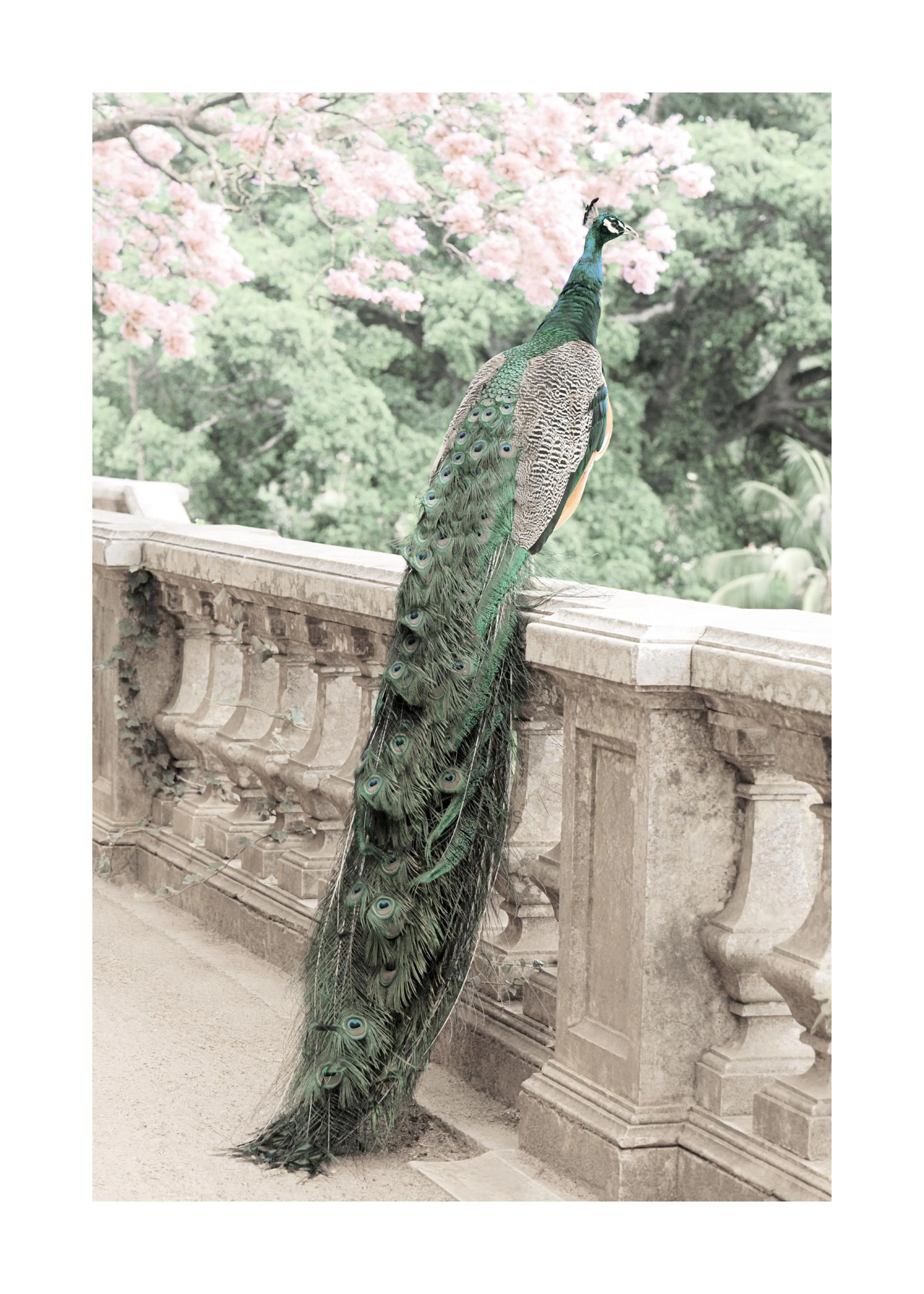 A poster featuring a majestic peacock with iridescent green and blue plumage perched on a stone railing, with soft pink blossoms