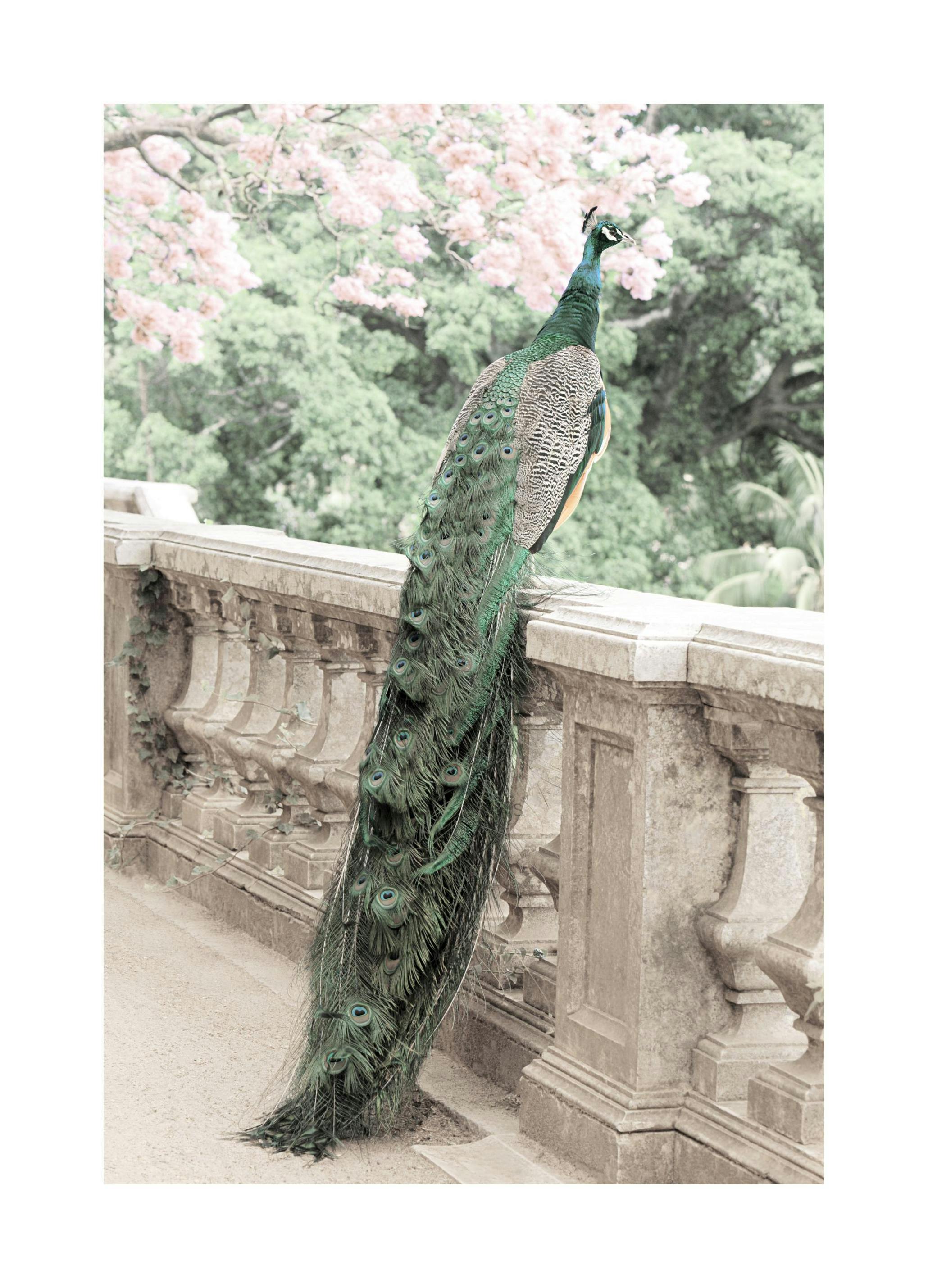 Green Peacock Poster (21x30 cm) - Poster Store
