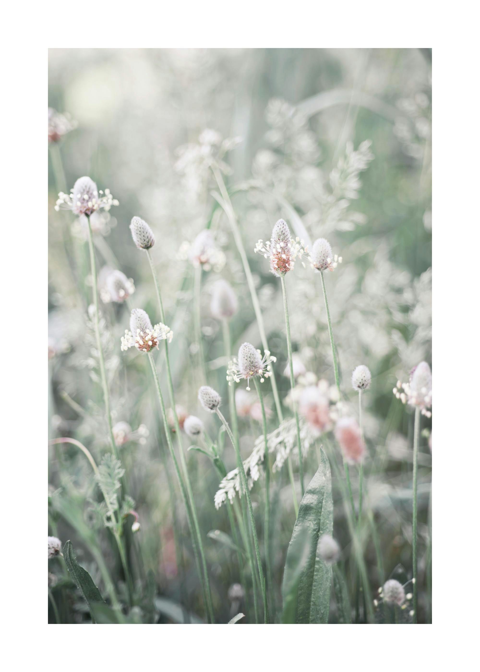 A poster featuring a close-up of light green and white plantain flowers with blurred foliage in the background.