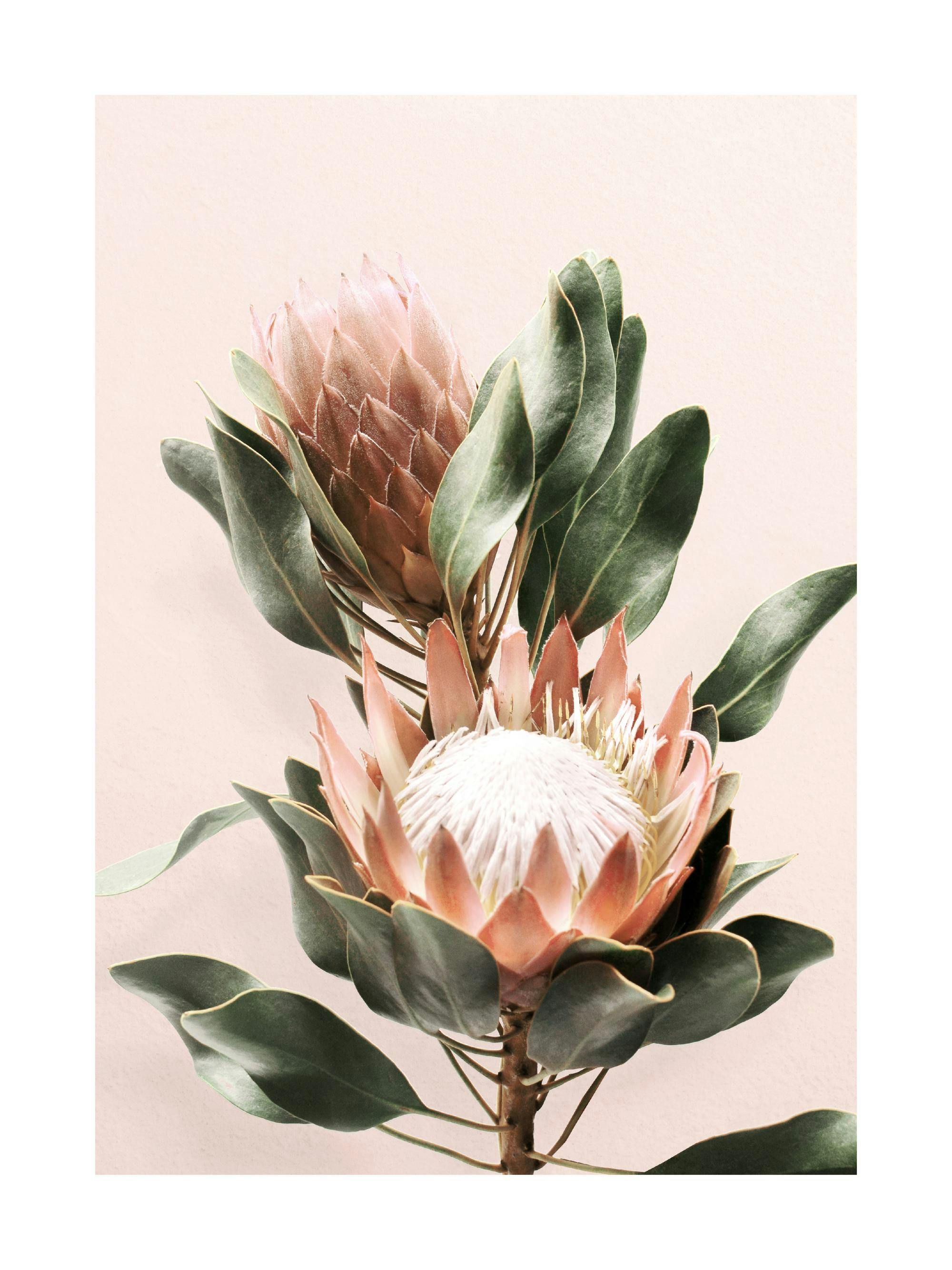 ピンクと白のプロテアがベージュの背景に描かれた、植物の美しさを際立たせるポスター。