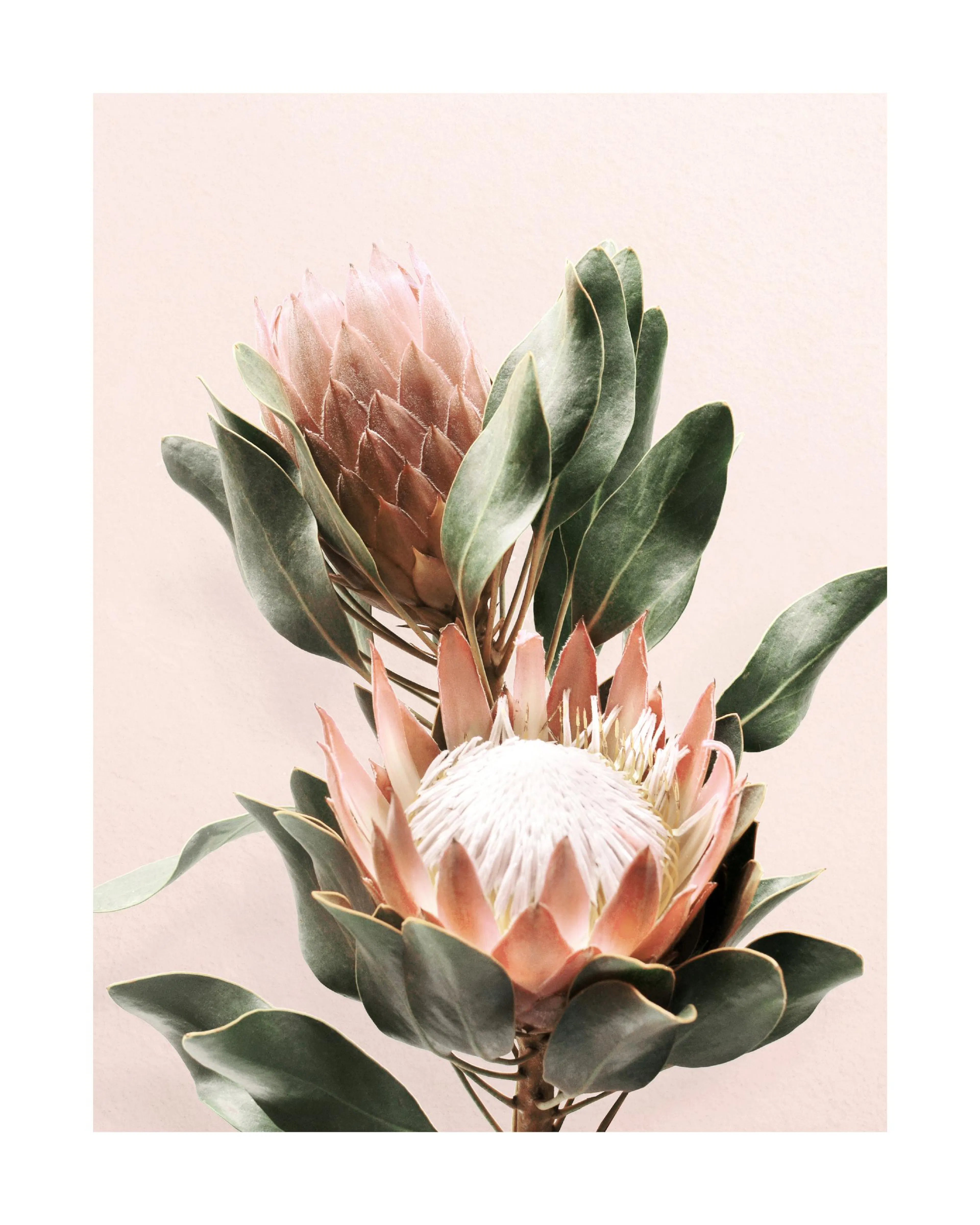 Poster de deux fleurs de protéa rose pâle aux feuilles vert foncé sur fond clair.