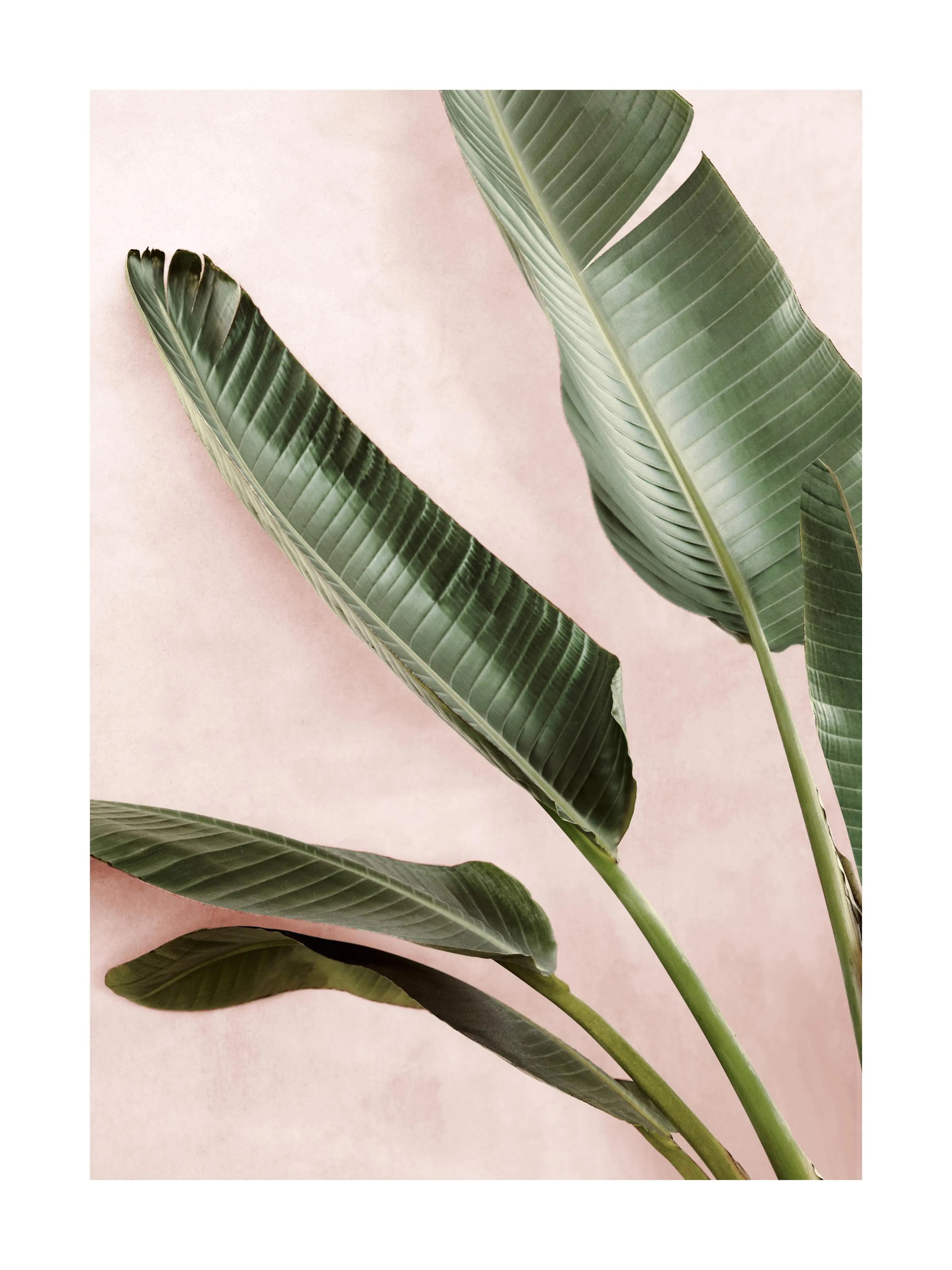 A poster featuring large, vibrant green banana leaves against a soft pink background, creating a tropical botanical design.