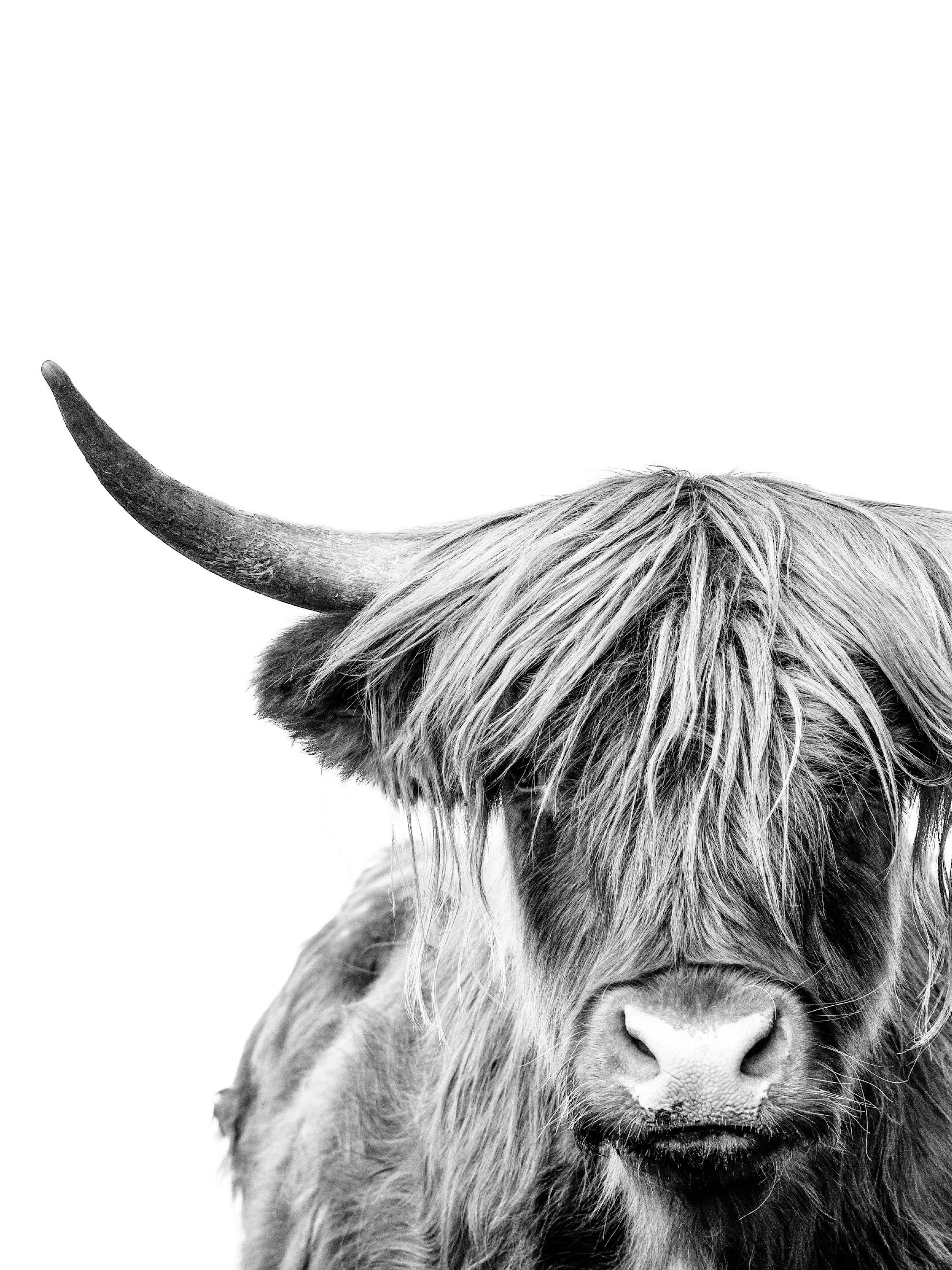 Highland Cow Close Up Poster 0