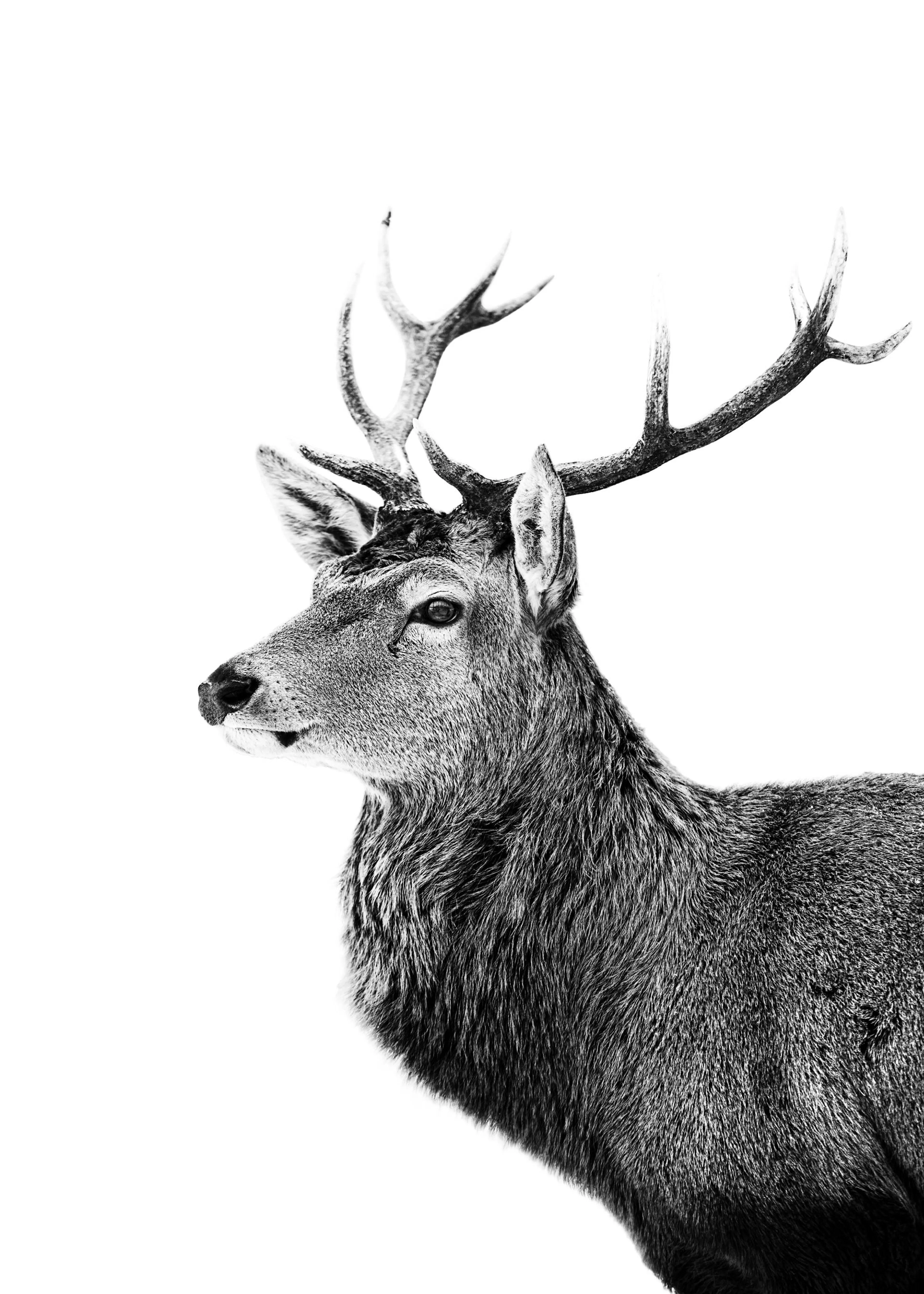 Poster dun cerf en noir et blanc avec de grands bois, regardant vers la gauche sur un fond blanc.