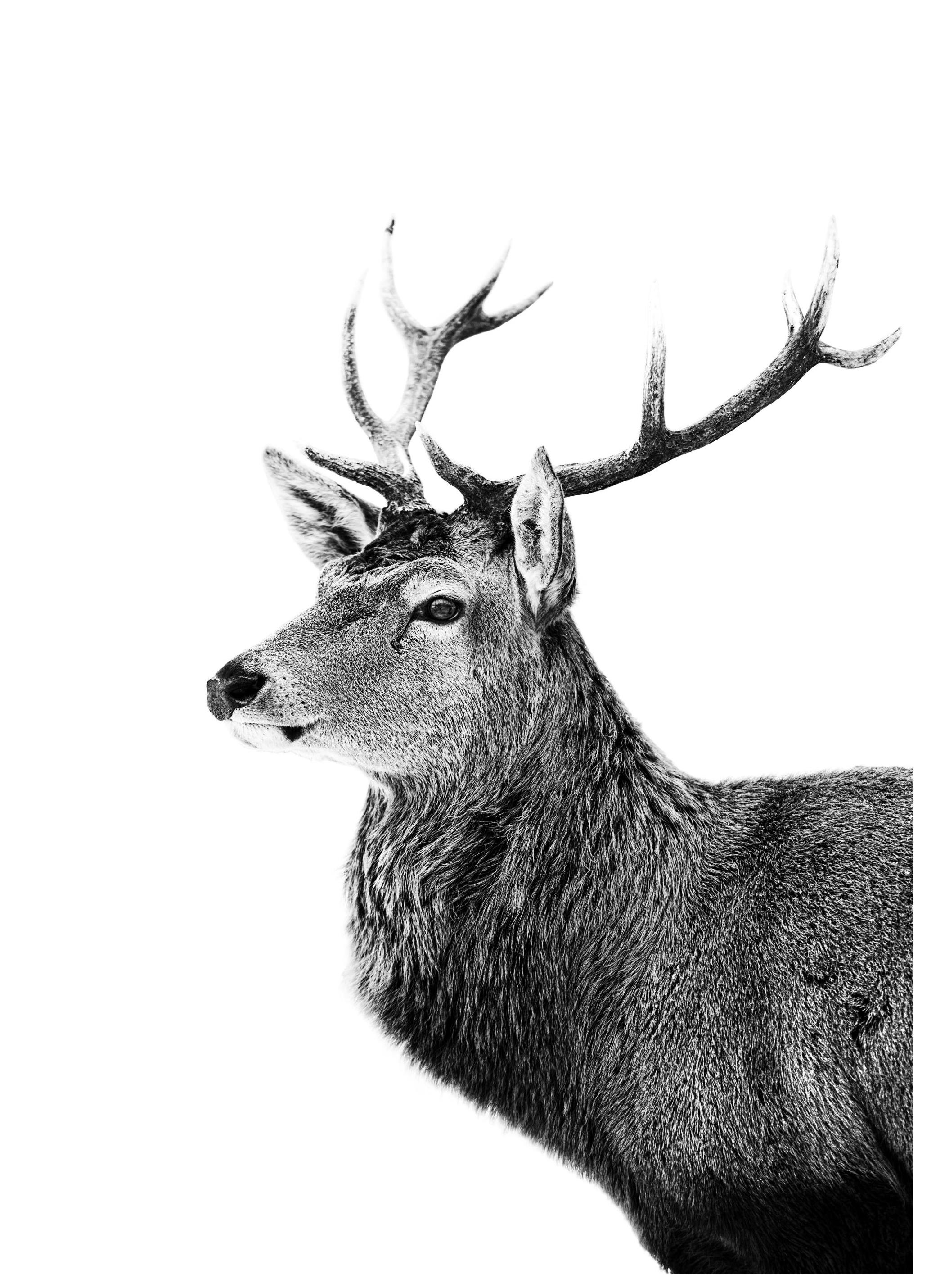Stag Profile Poster (21x30 cm) - Poster Store