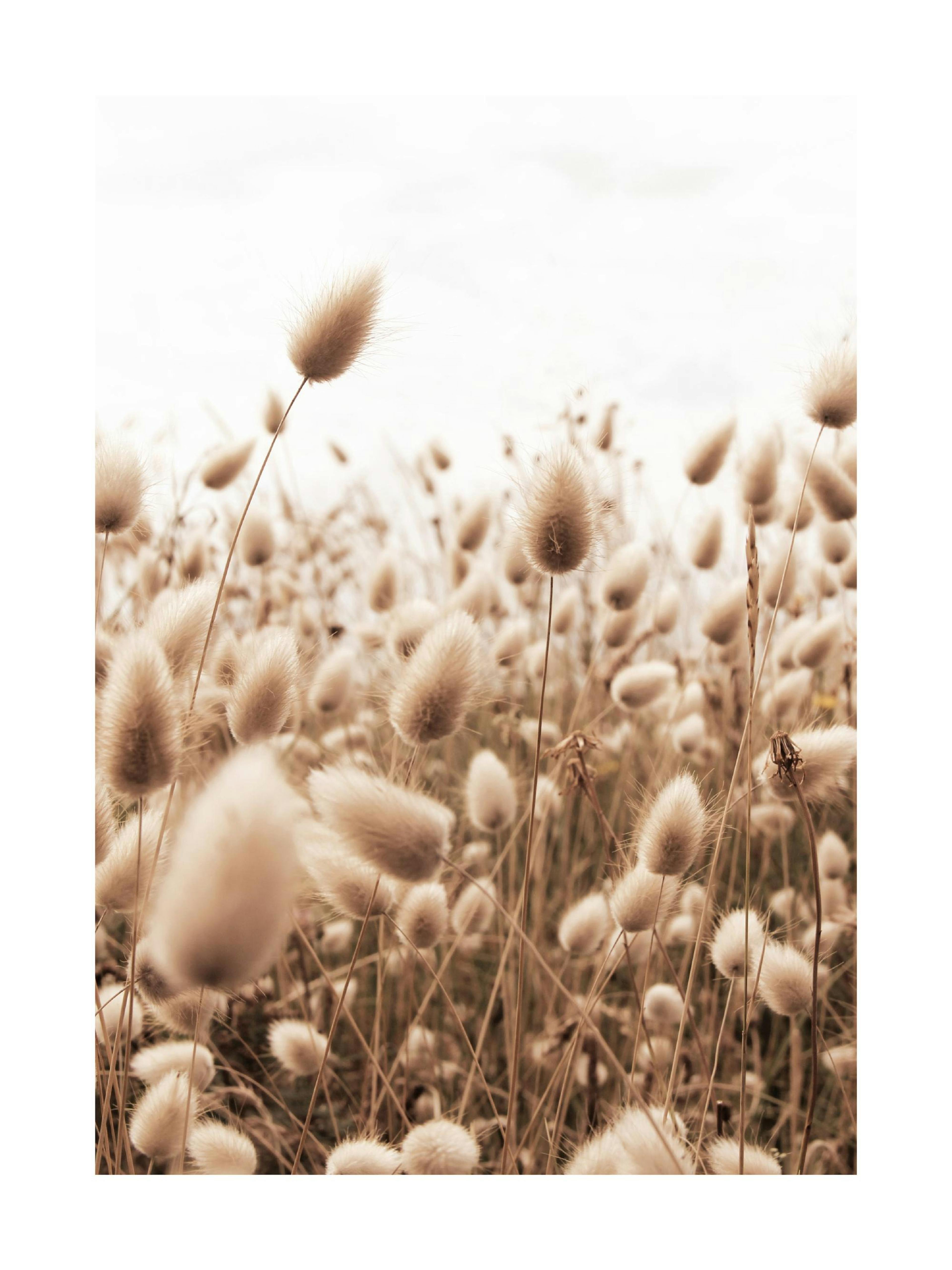 Poster mit Nahansicht von flauschigen Hasenschwanzgras-Pflanzen in Sepia-Tönen vor hellem Hintergrund.