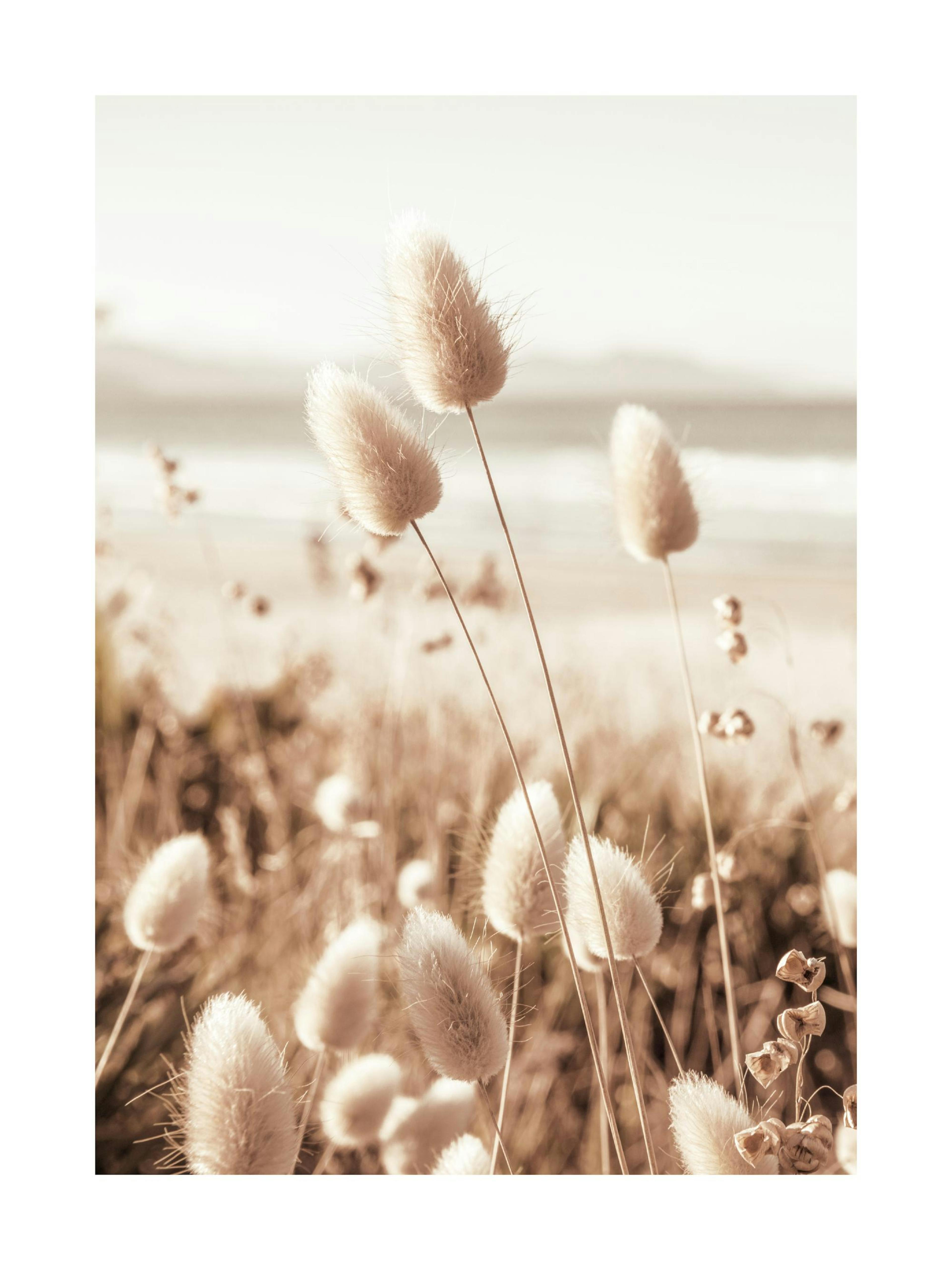 Beach Grass Poster 0