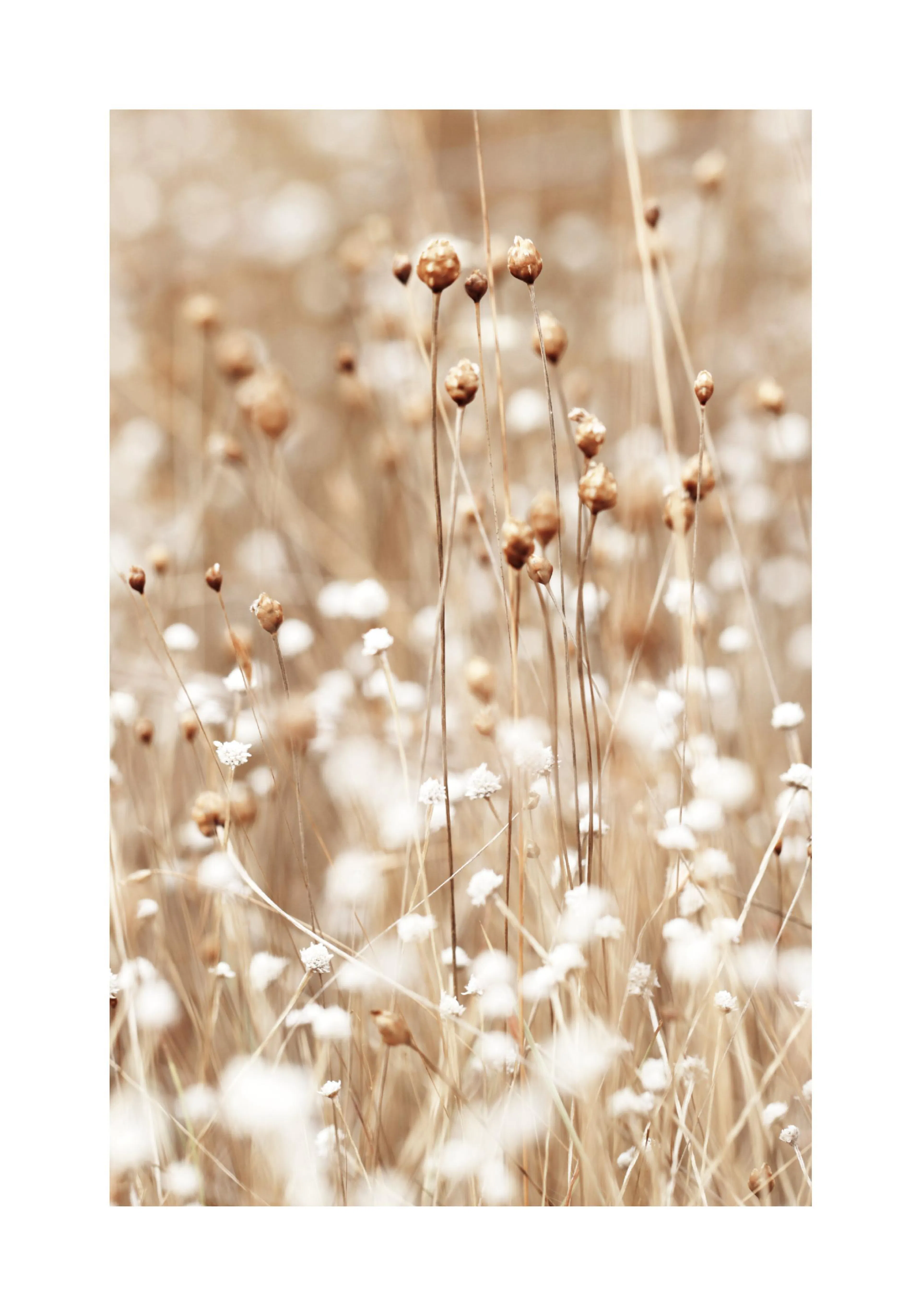 A poster featuring a close-up of dried flowers and seed pods in soft, natural sepia tones.