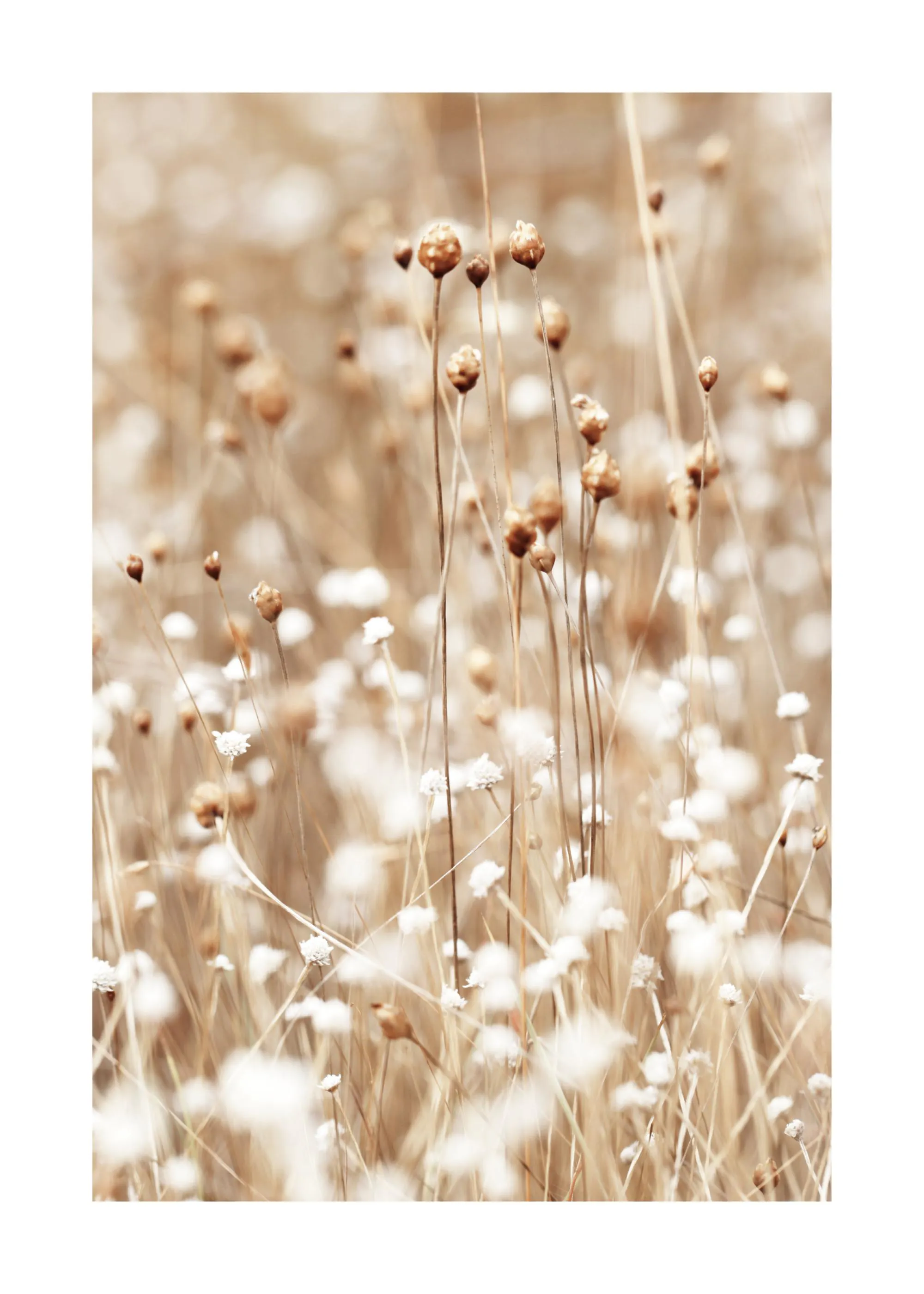 Poster représentant des fleurs séchées et des herbes dans des tons beiges et crème, mettant en avant une ambiance naturelle et d