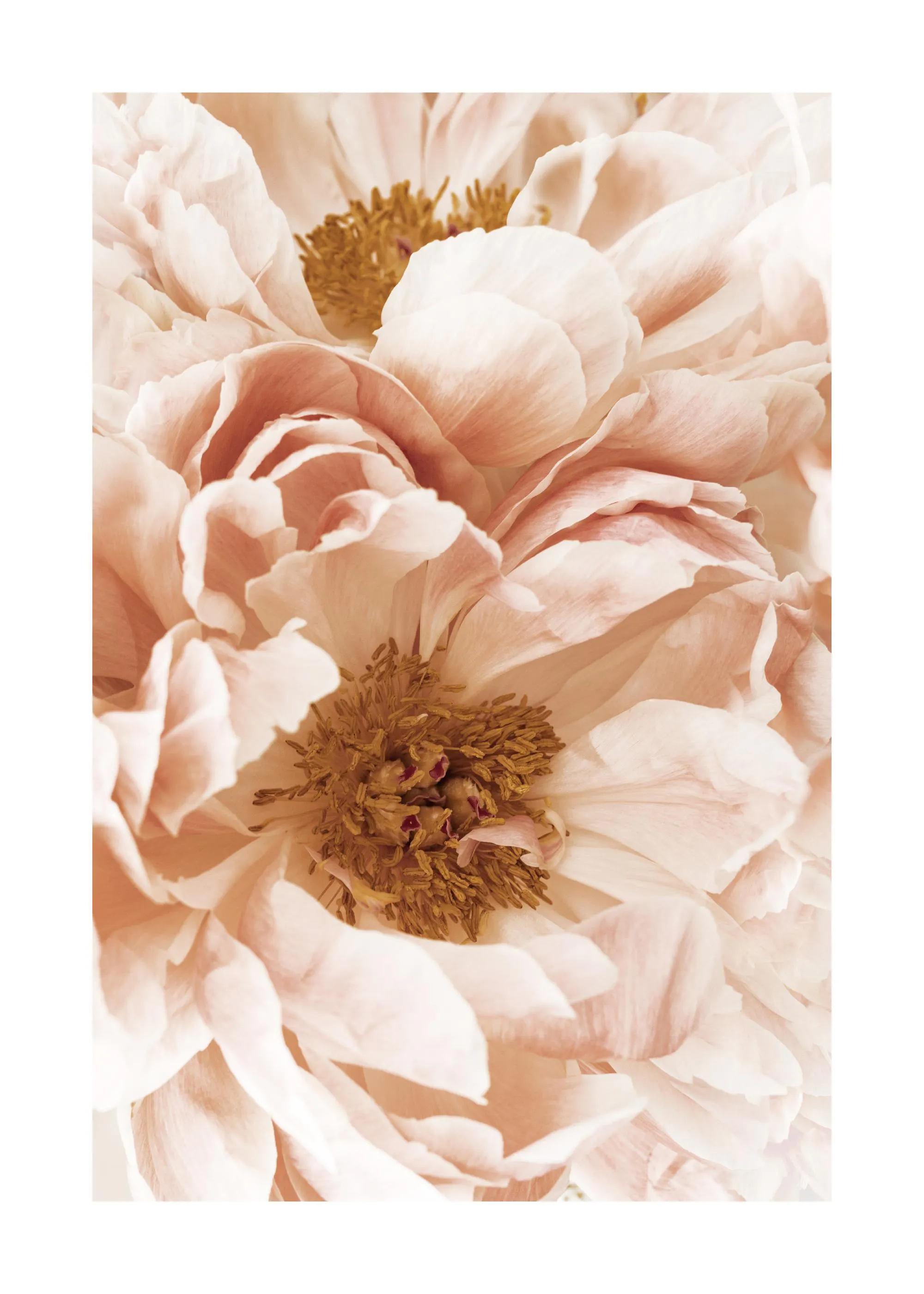 Poster de pivoines roses et beiges aux pétales doux et aux cœurs dorés, ambiance florale et délicate.