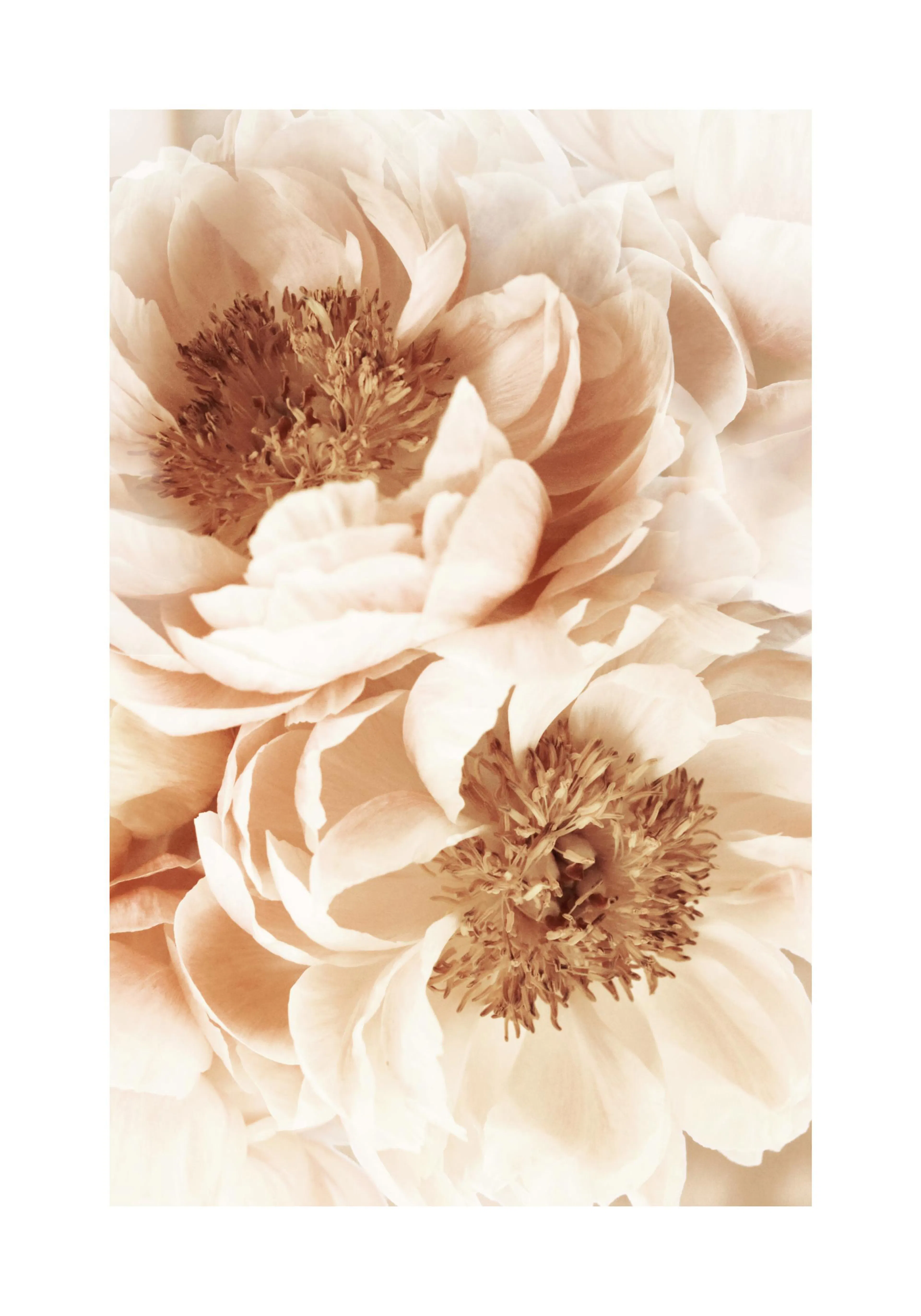 A poster featuring a close-up of light peach-toned peony flowers with detailed stamens.