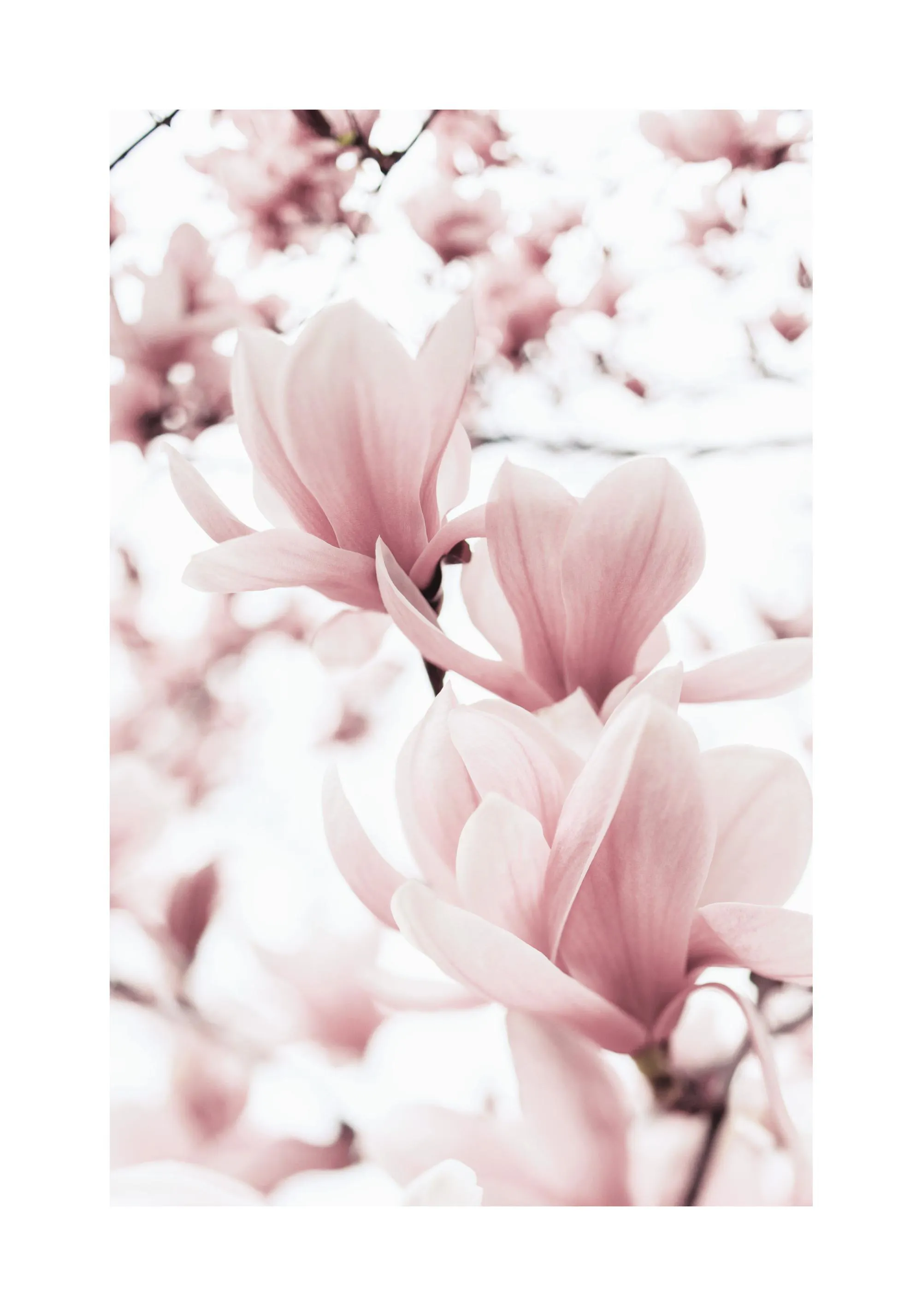 Magnolienzweige Poster mit rosa Magnolienblüte