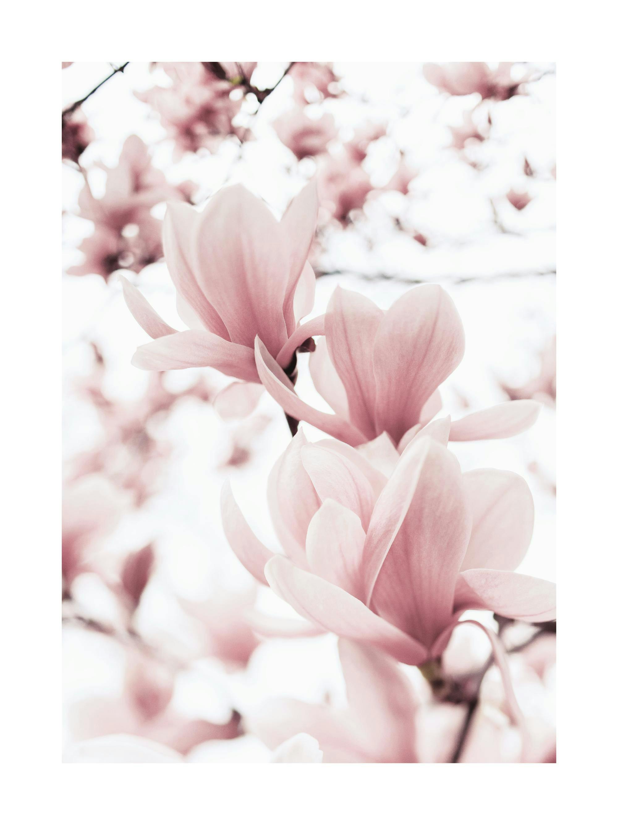 Un poster capturant des fleurs de magnolia rose pâle en pleine floraison, avec un arrière-plan flou et lumineux.
