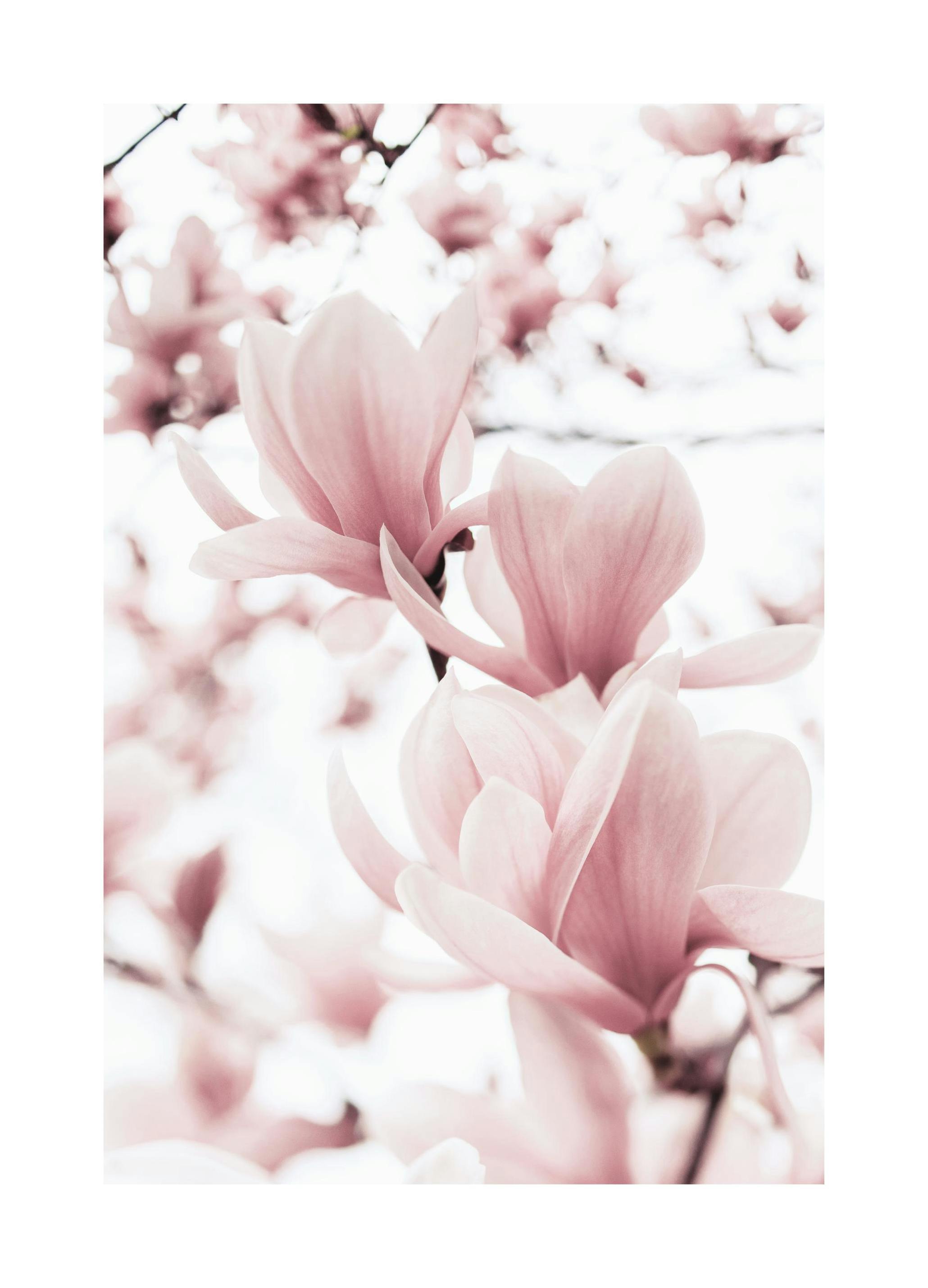 Plakat Gałęzie Magnolii (70x100 cm) - Poster Store