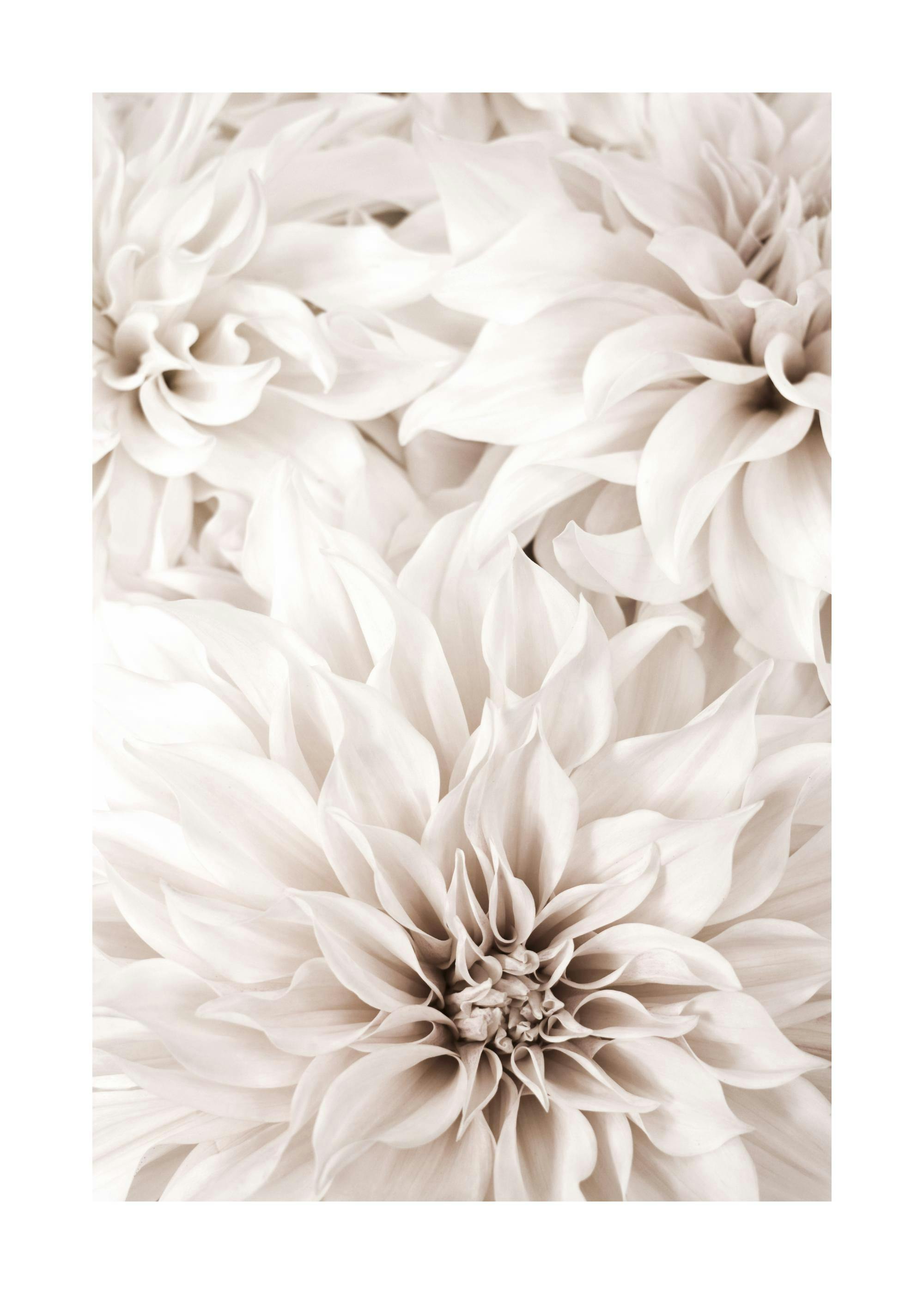Poster con un primo piano di dalie bianche e beige, che riempiono lintera immagine con petali morbidi.