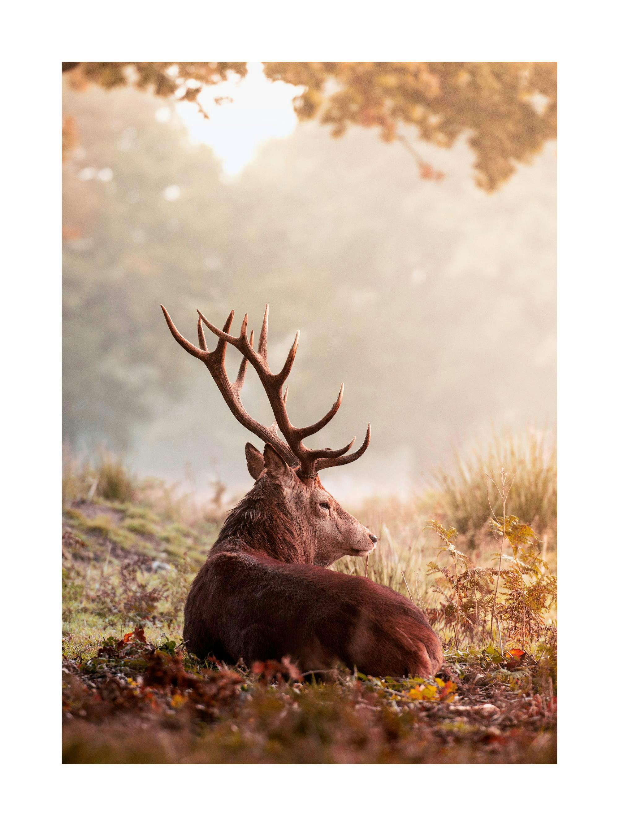 En plakat med en stor hjort, der ligger ned i en skov med tåge og efterårsfarver i dagslys.