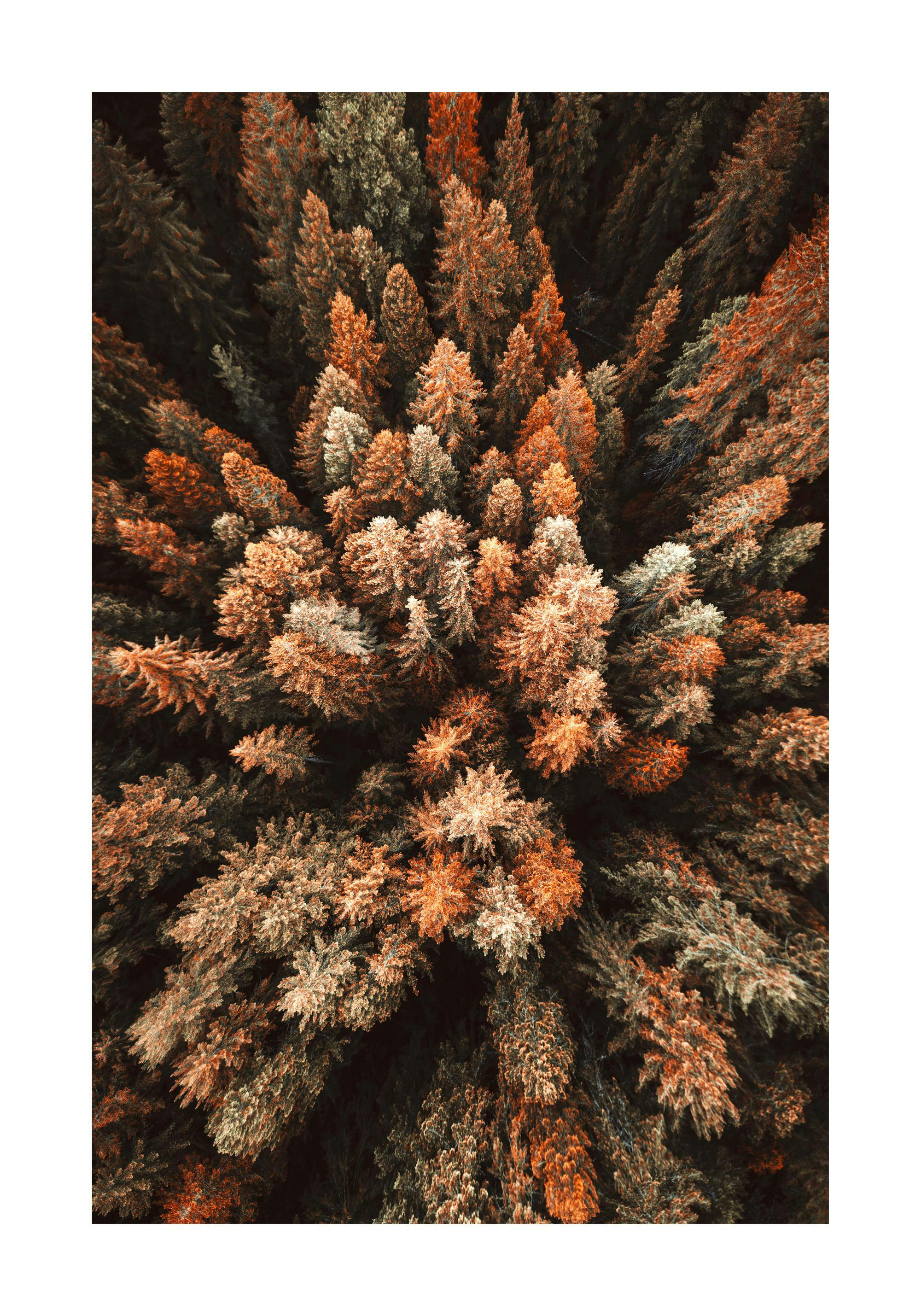 Poster: Eine Luftaufnahme von Herbstbäumen mit orangefarbenen, braunen und grünen Blättern.