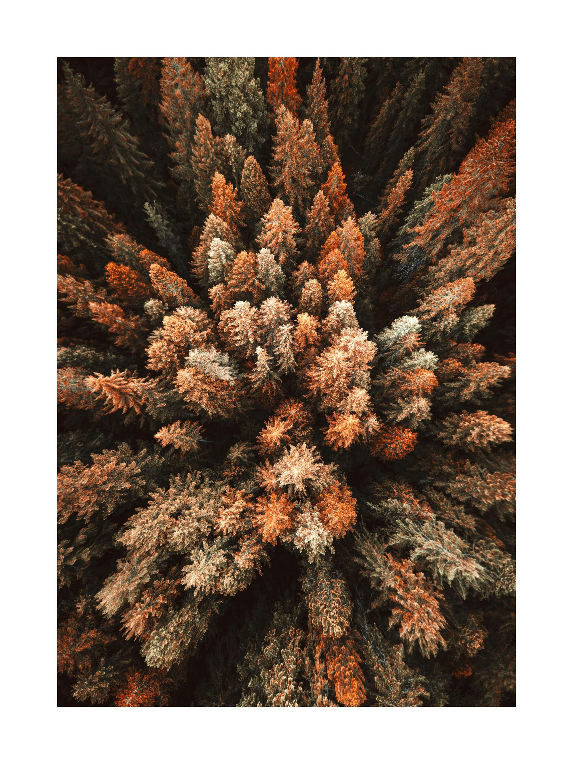 Poster dune vue aérienne de cimes darbres aux couleurs automnales, variant du vert foncé à des teintes de bronze et de rouille.