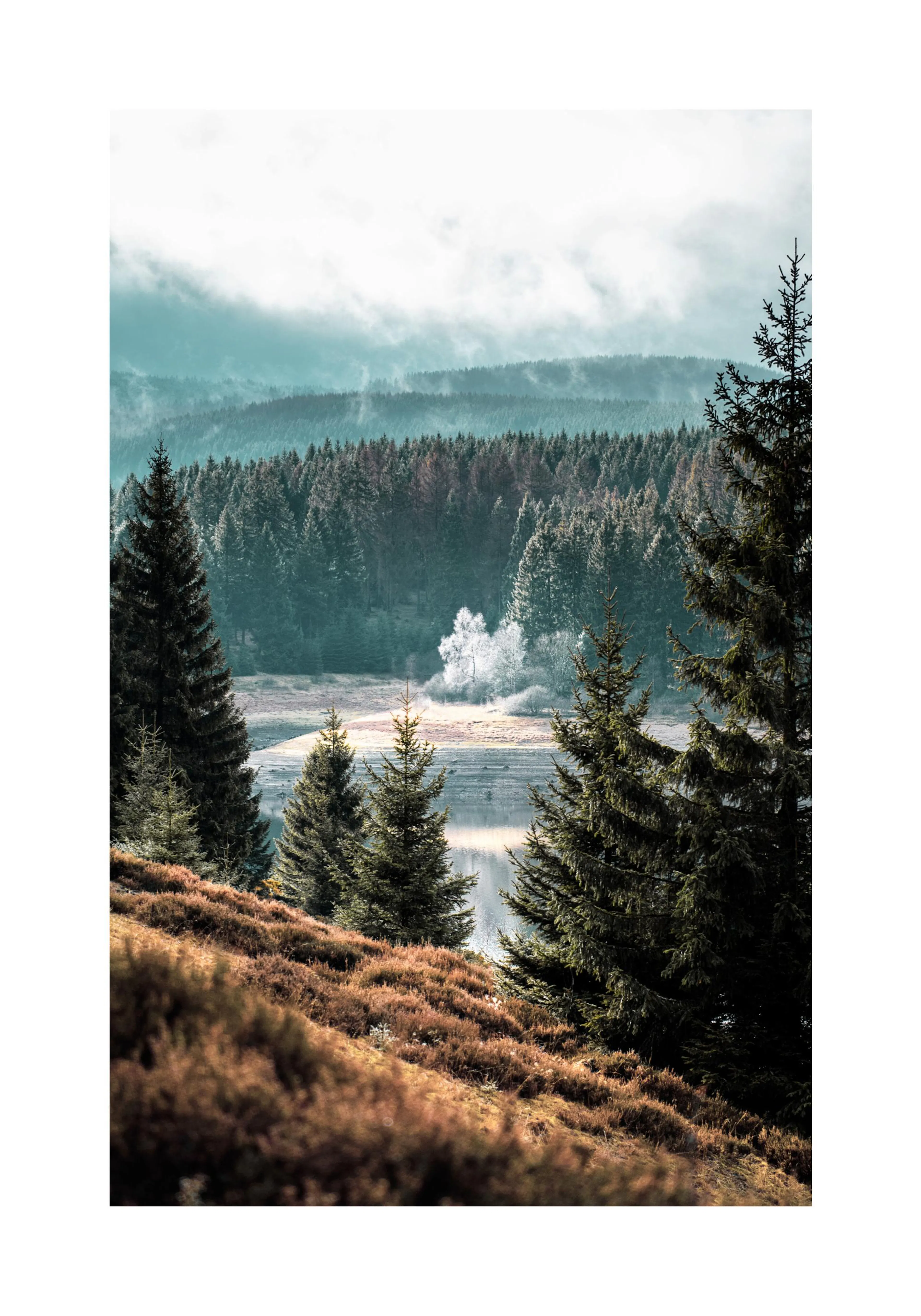 Poster eines Waldes mit einem See und einem einzelnen hellen Baum, umgeben von dunklen Tannen.