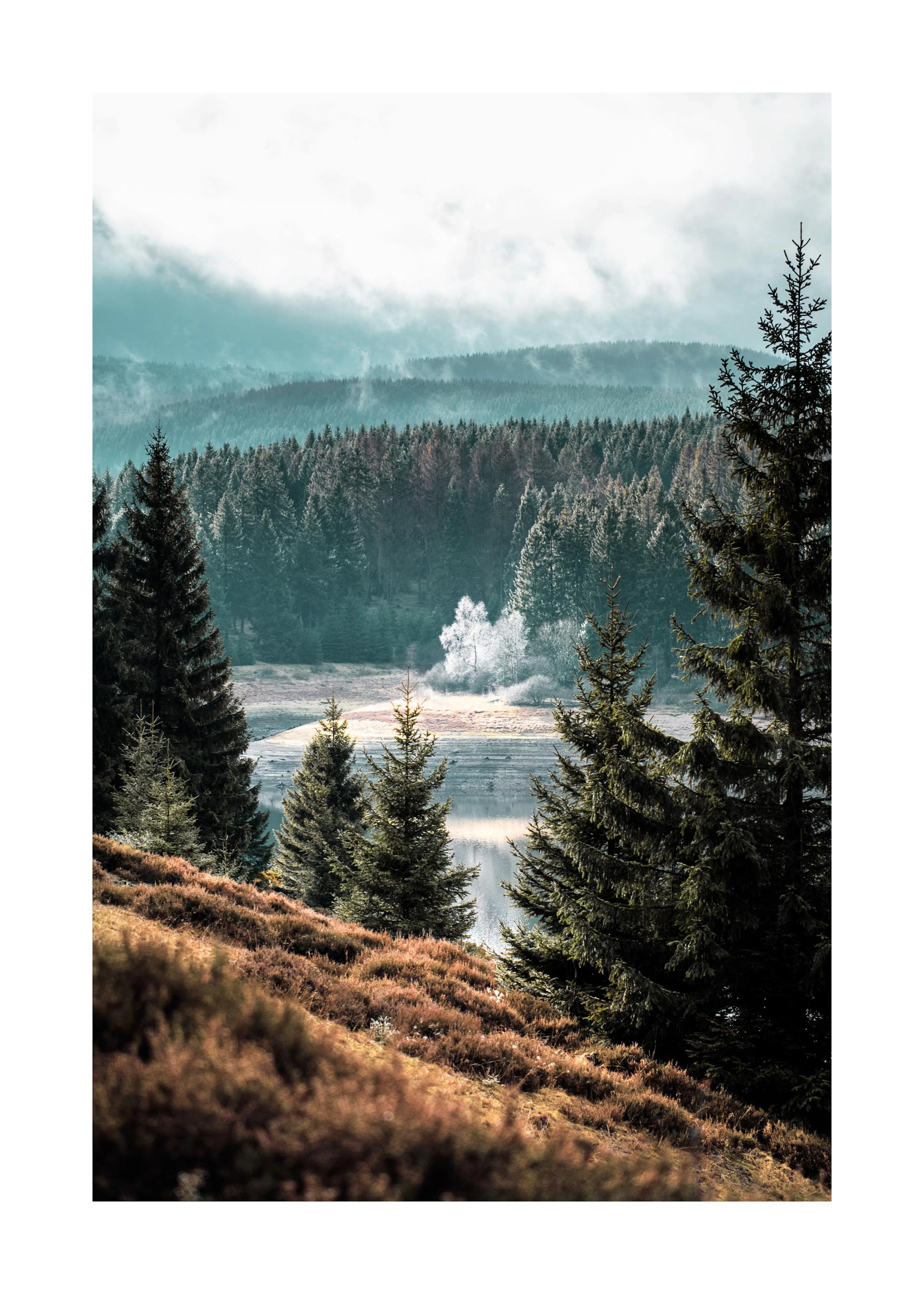 Poster dun paysage forestier brumeux avec un lac, des conifères et un arbre blanc au centre.