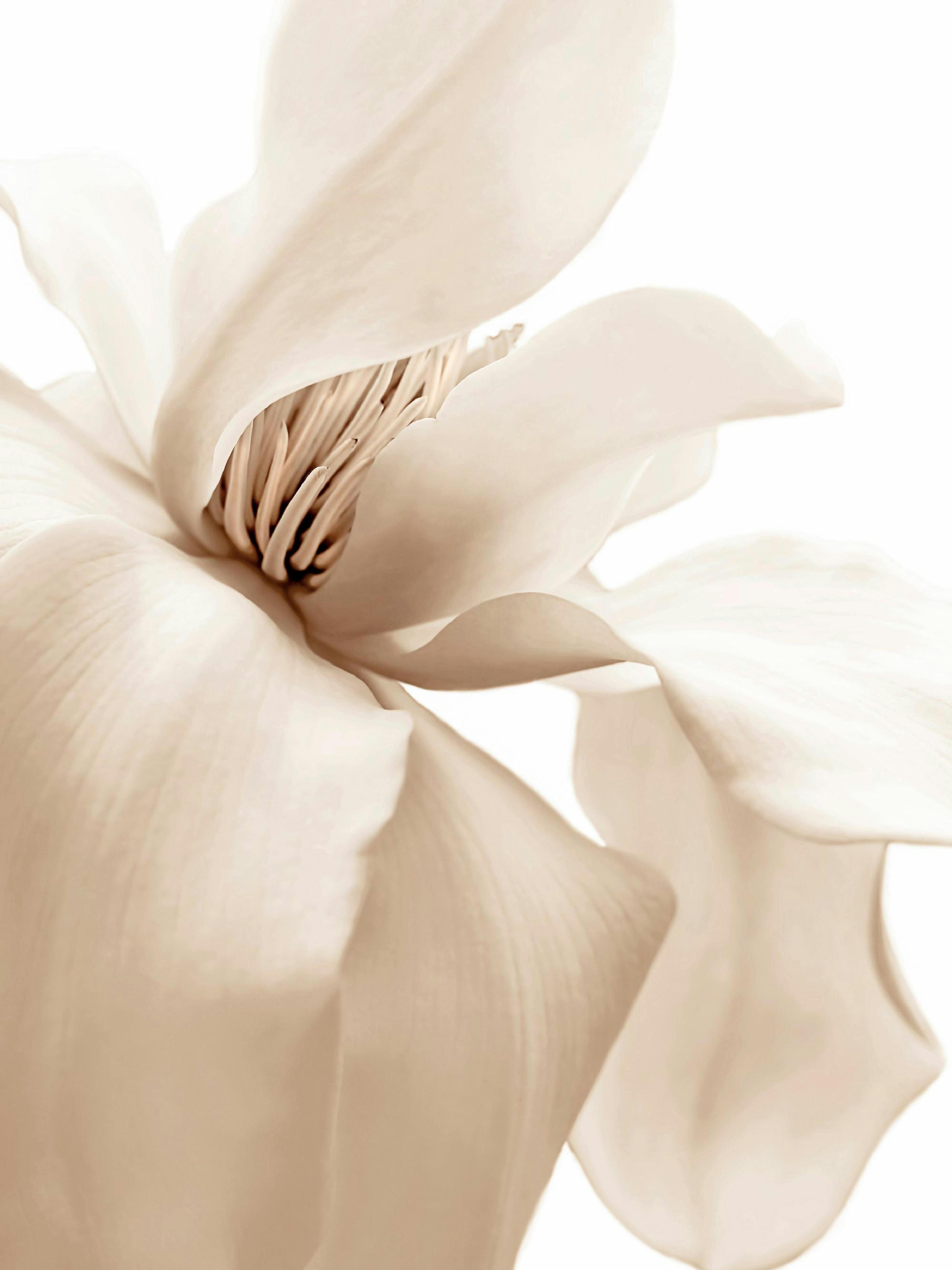 Poster dune fleur de magnolia aux pétales beiges et crème, avec des étamines visibles au centre sur fond blanc.