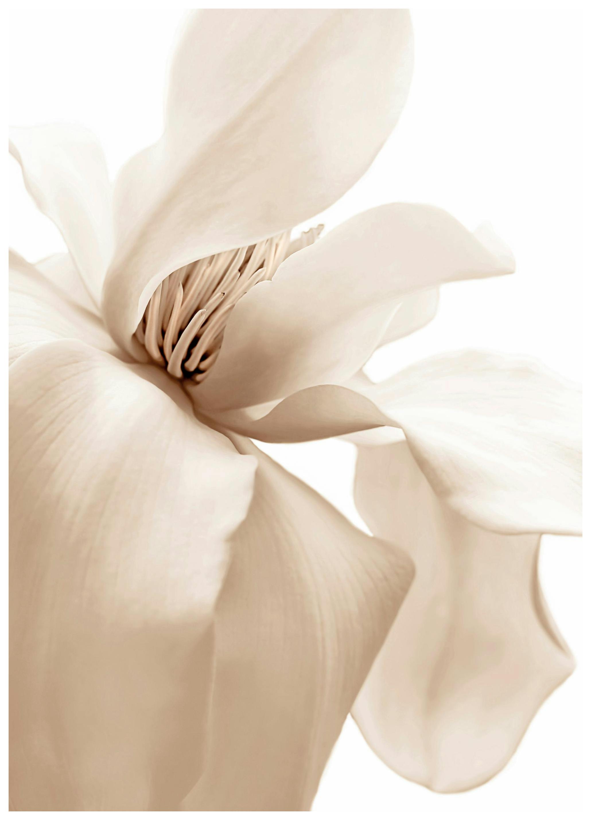 Beige Magnolia Poster (30x40 cm) - Poster Store