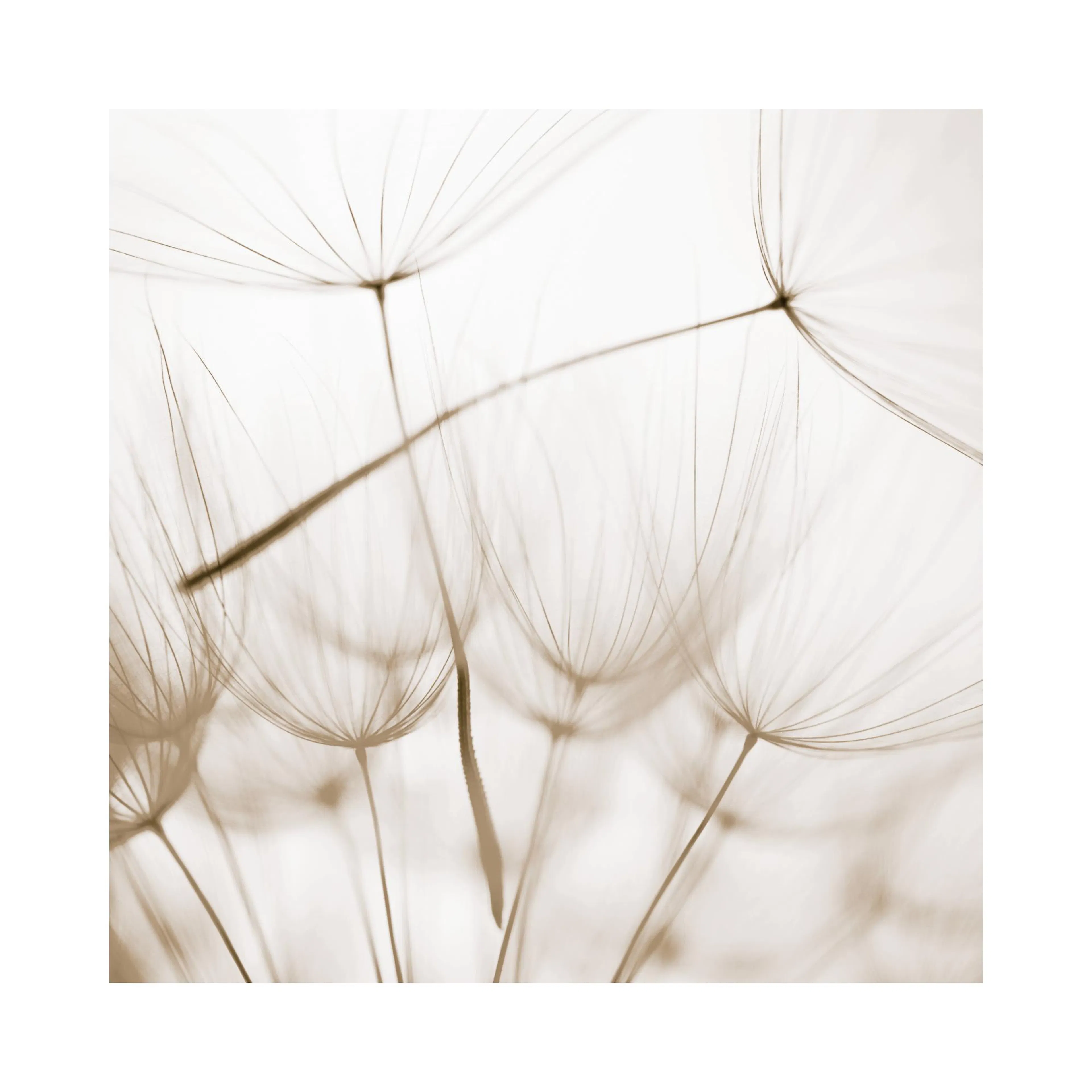 A poster featuring a close-up, sepia-toned view of dandelion seeds with delicate, wispy filaments.