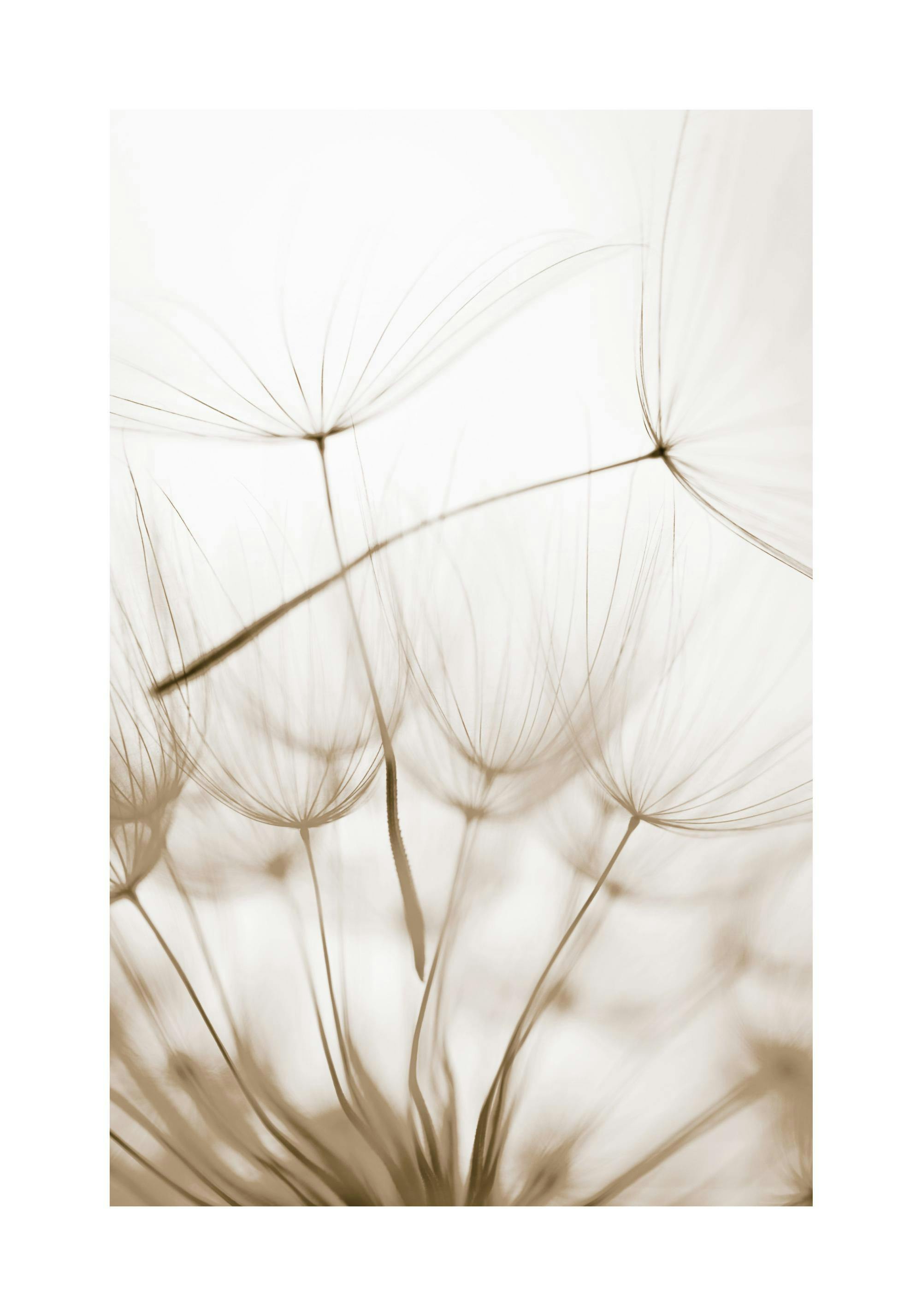 Poster mit Nahaufnahme von zarten, beigen Pusteblumen-Samenständen auf hellem Hintergrund.