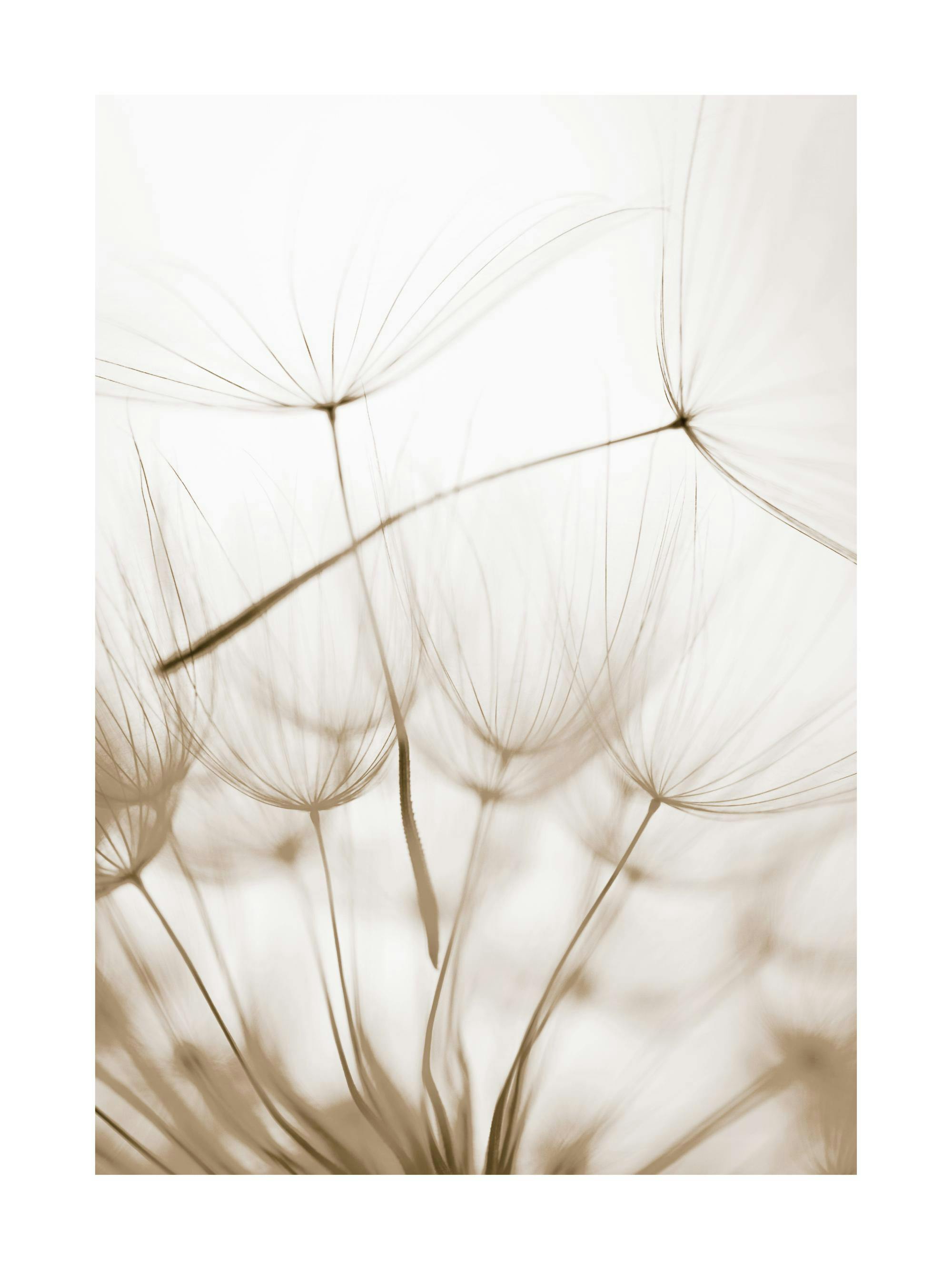 Lähikuva voikukan siemenistä beigen ja valkoisen sävyissä, juliste.