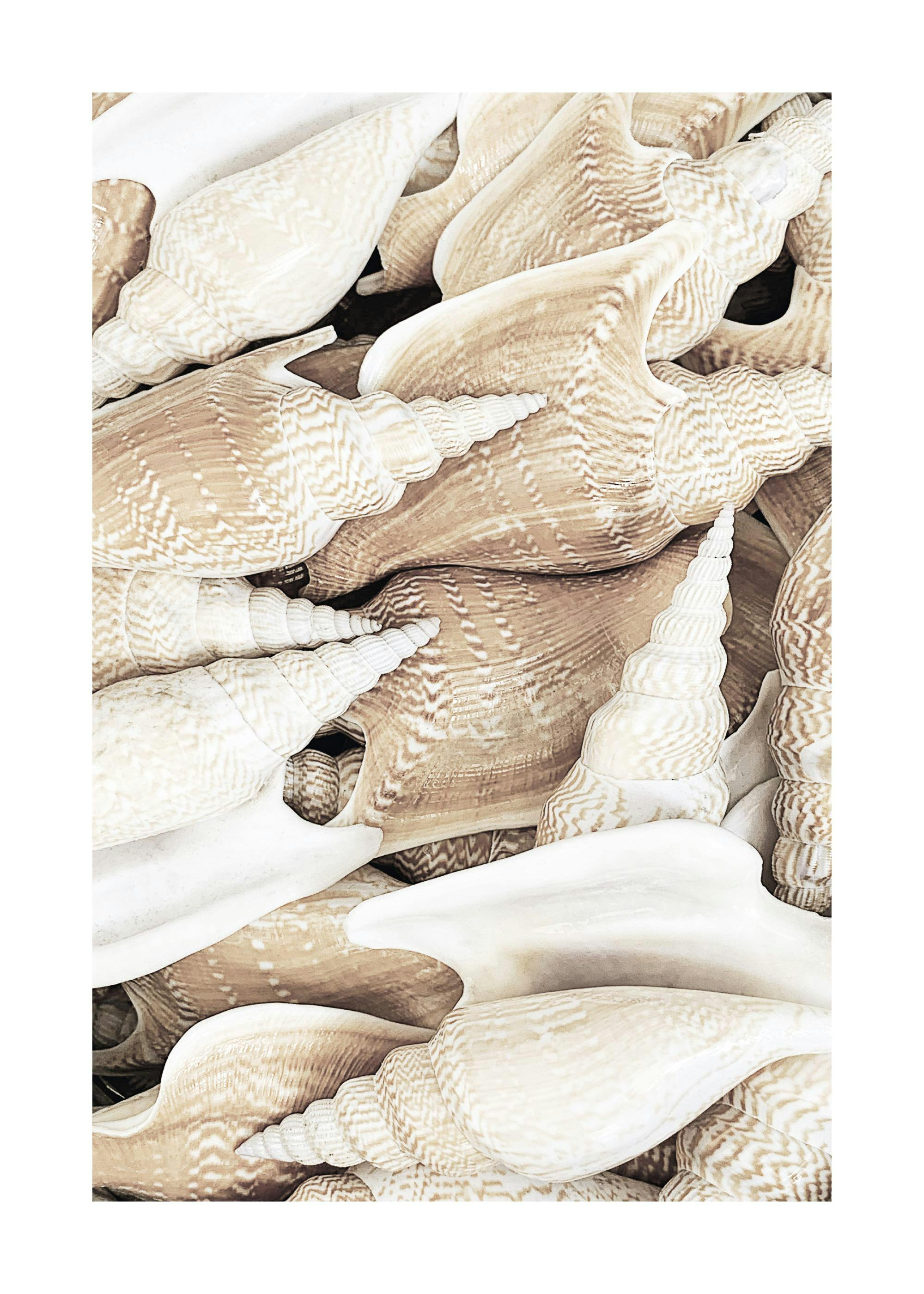 Poster de coquillages beiges et blancs, empilés, avec des motifs en zigzag et des formes allongées.