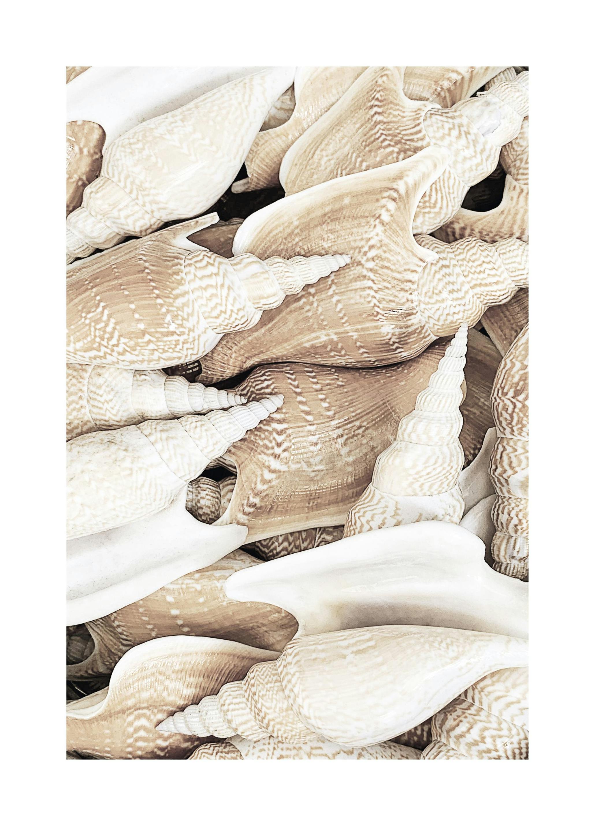 Snäckor Beige Poster (50x70 cm) - Poster Store