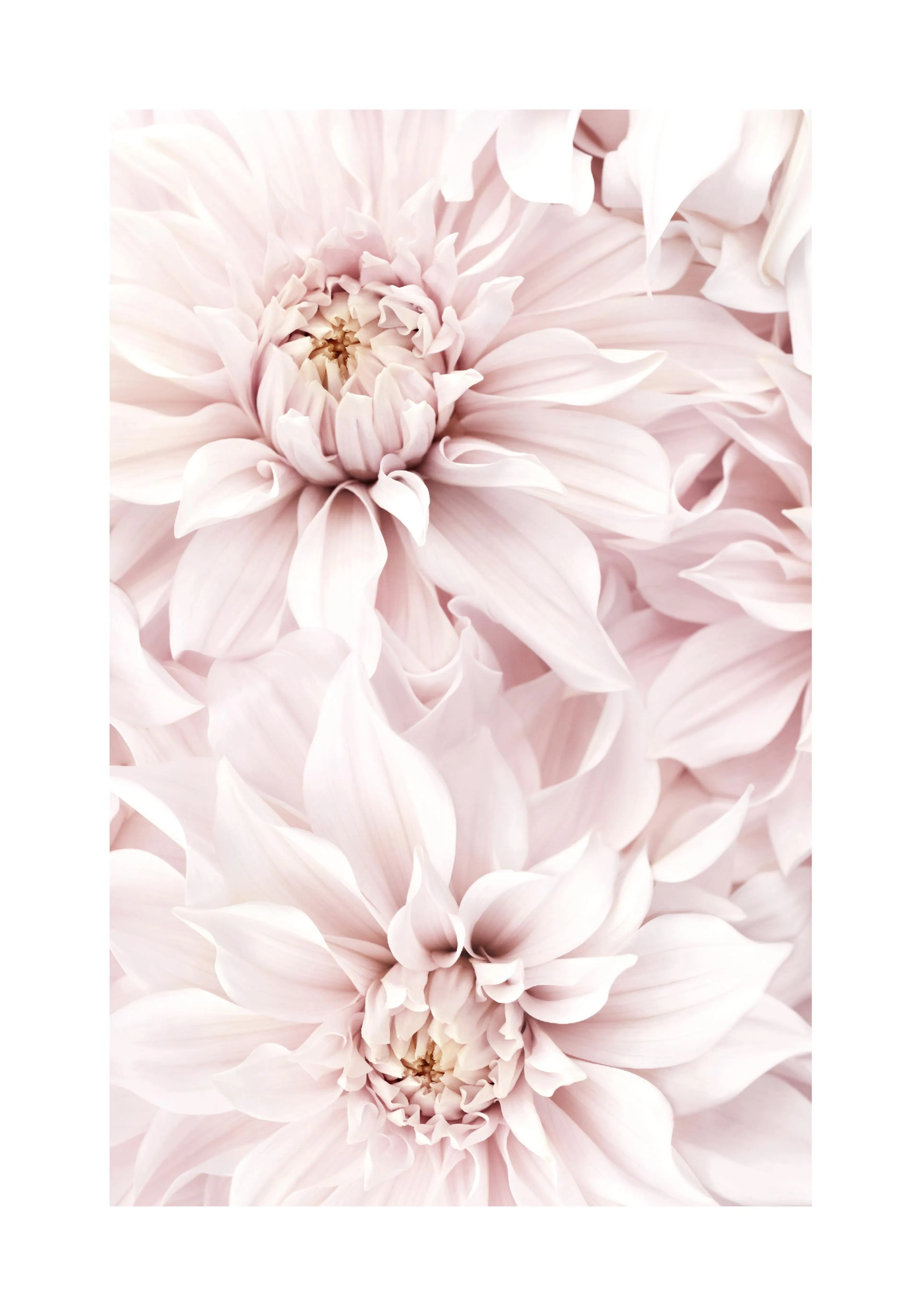 A poster featuring a close-up of soft pink dahlia flowers with delicate petals and a light, airy feel.